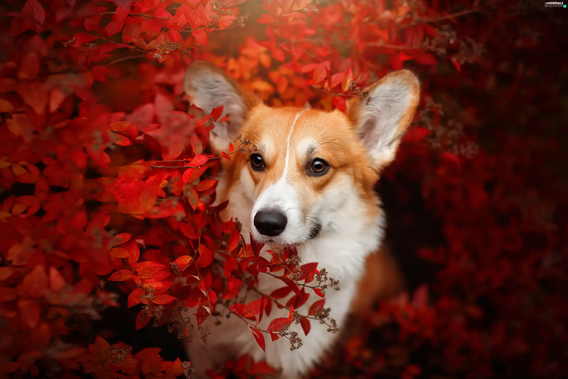 Red, Leaf, Welsh corgi pembroke, Bush, dog