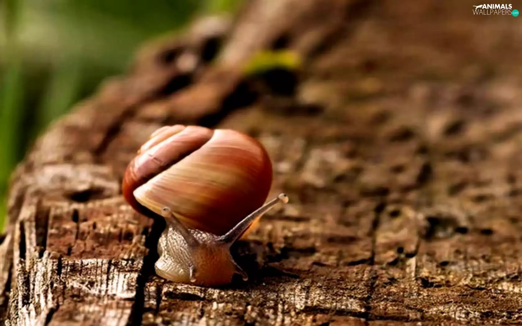 snail, trees, viewes, cork