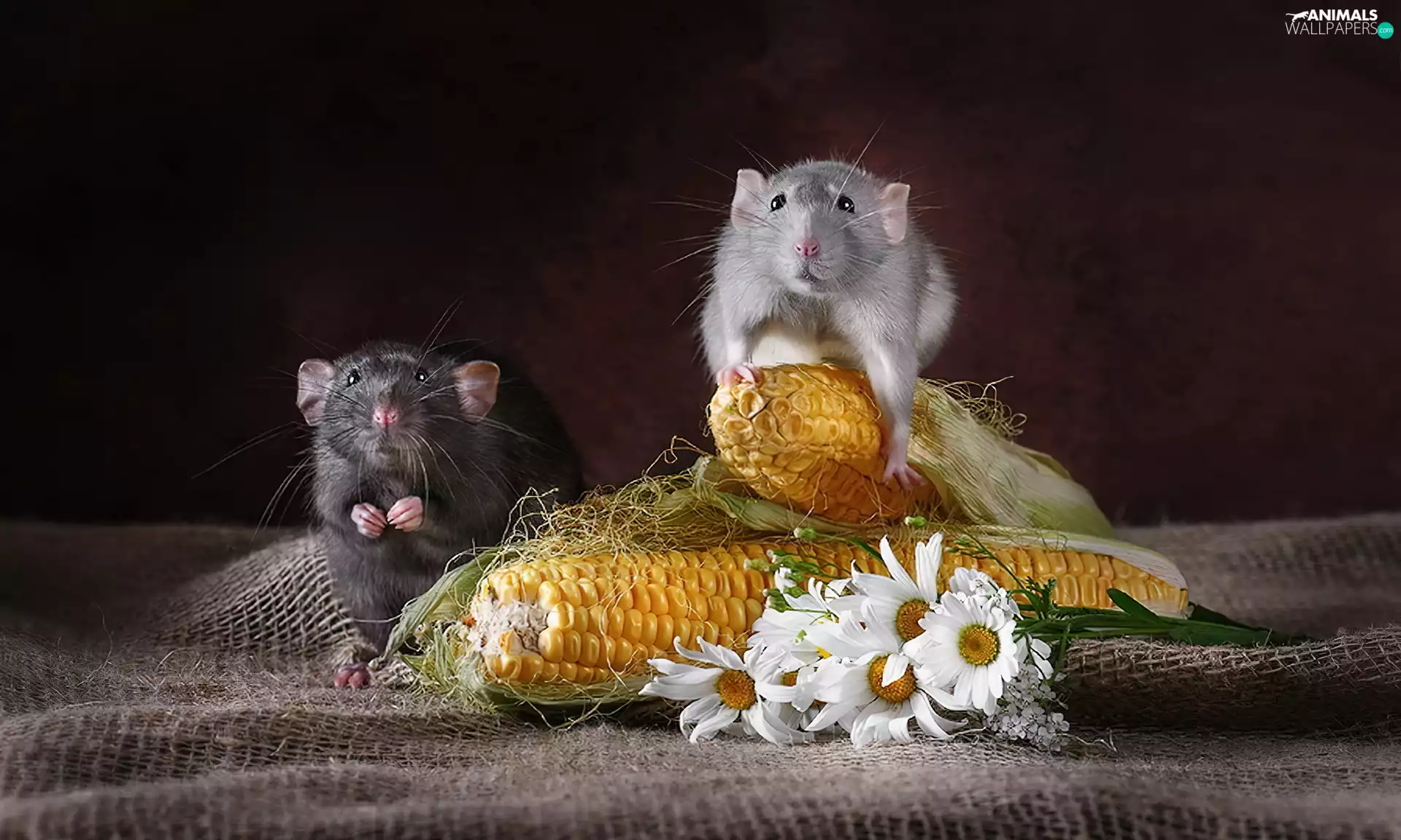 mouse, corn-cob, chamomile, flask