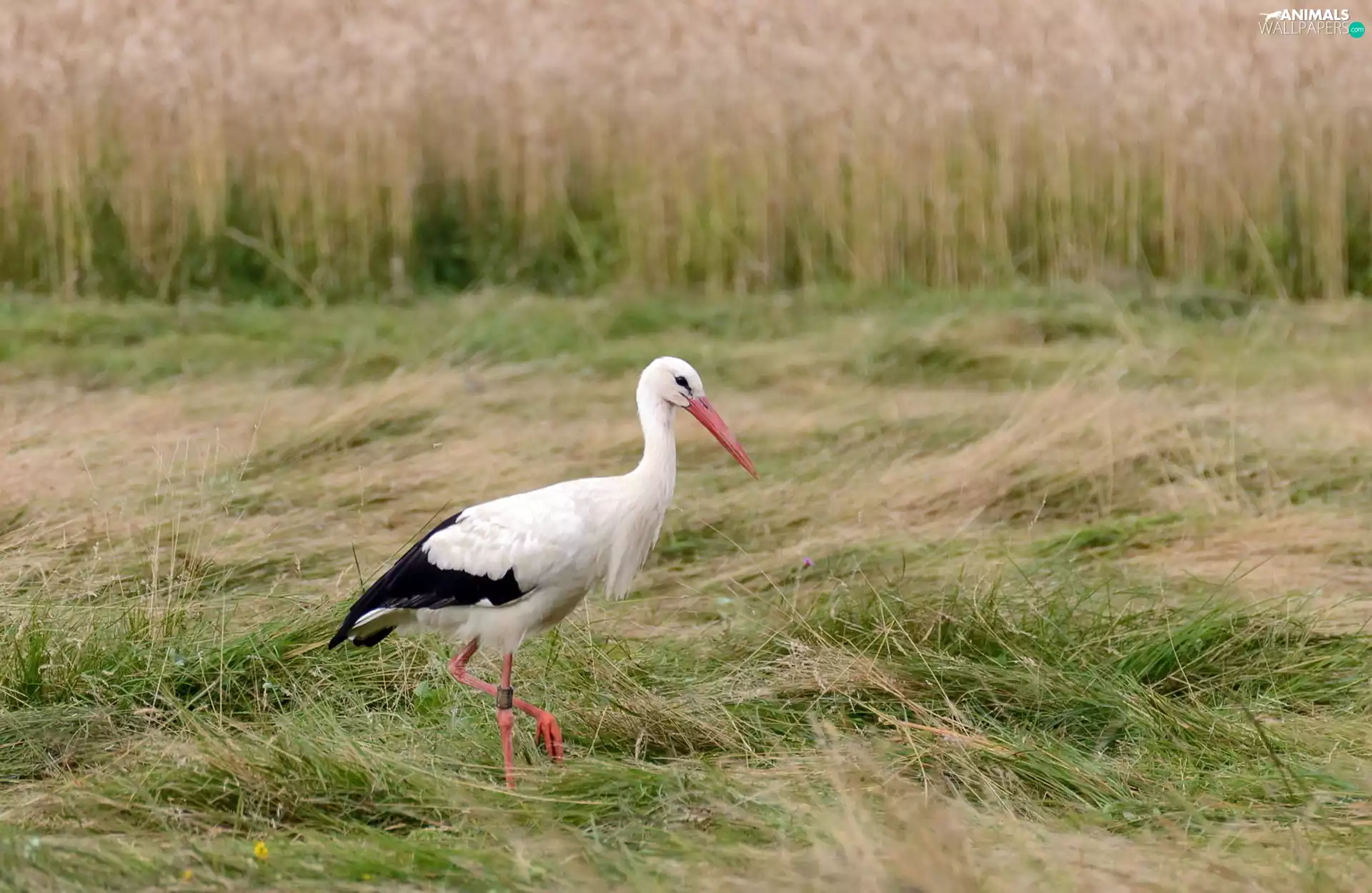 corn, stork, Field