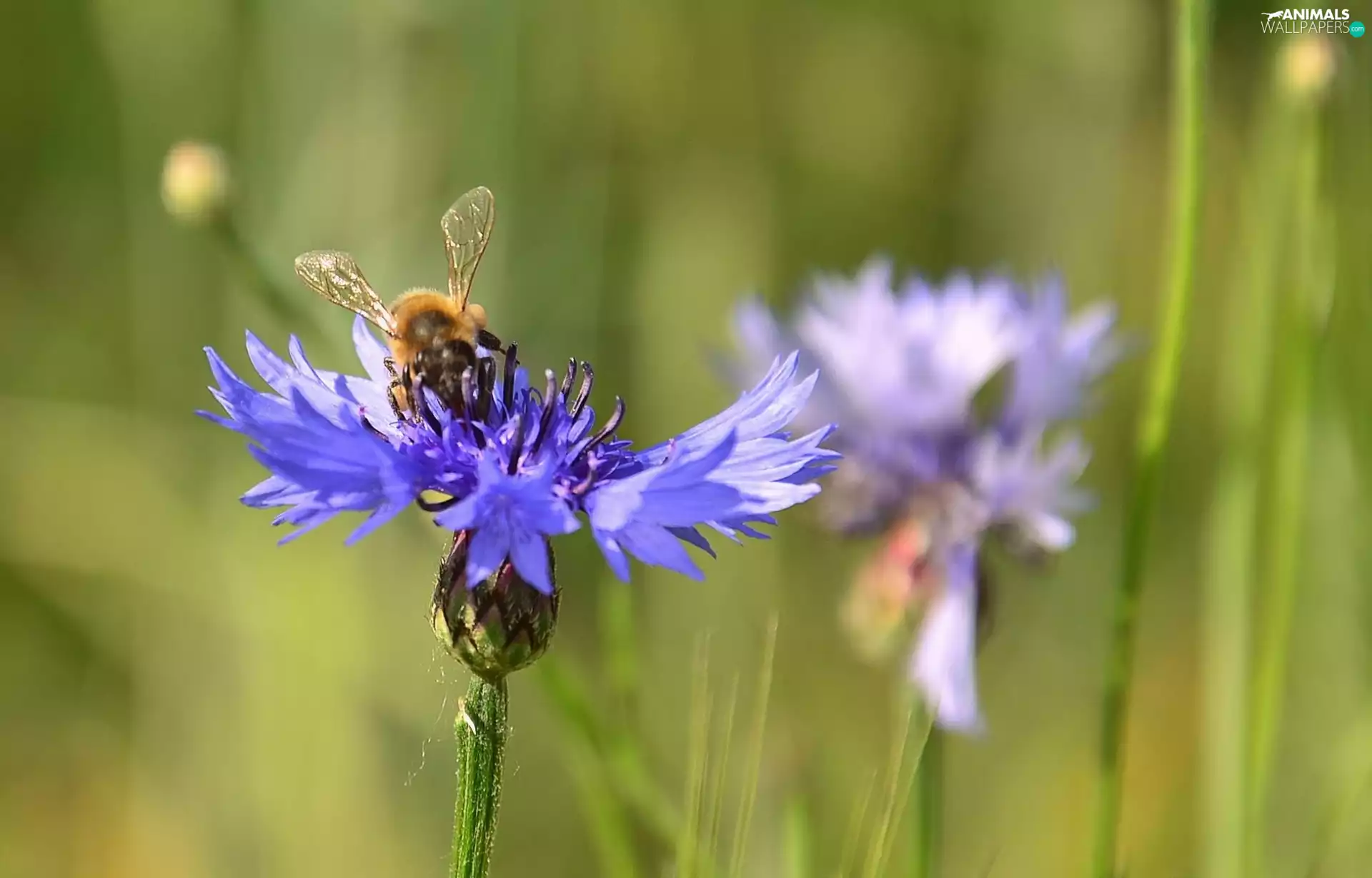 cornflowers, bee, Blue