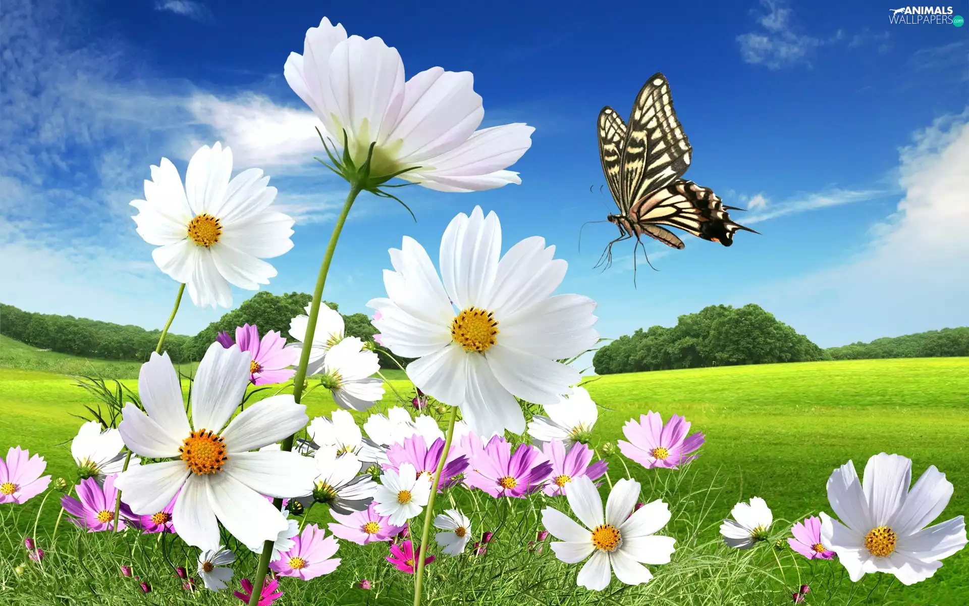 Beauty, butterfly, Meadow, Cosmos