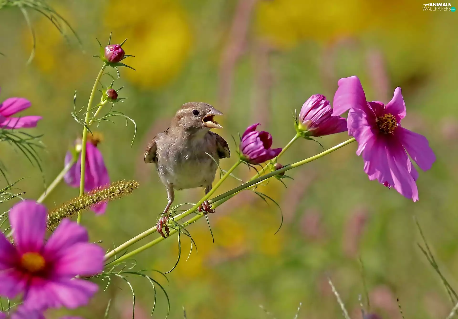 Cosmos, birdies, Flowers