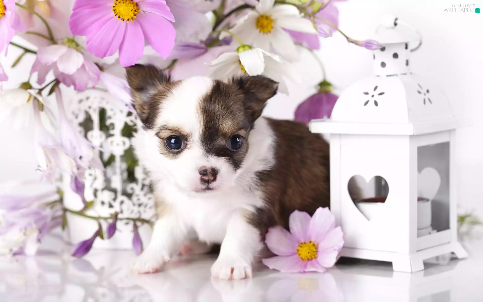 Flowers, Cosmos, Puppy, Chihuahua, dog