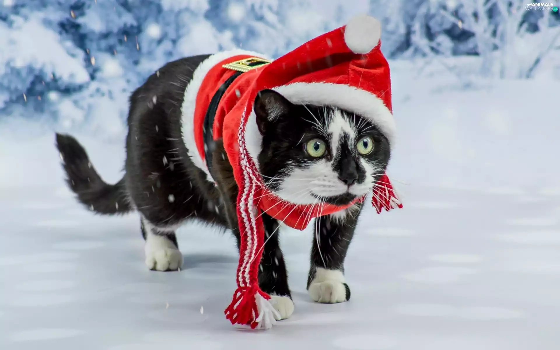 cat, Nicholas, snow, costume
