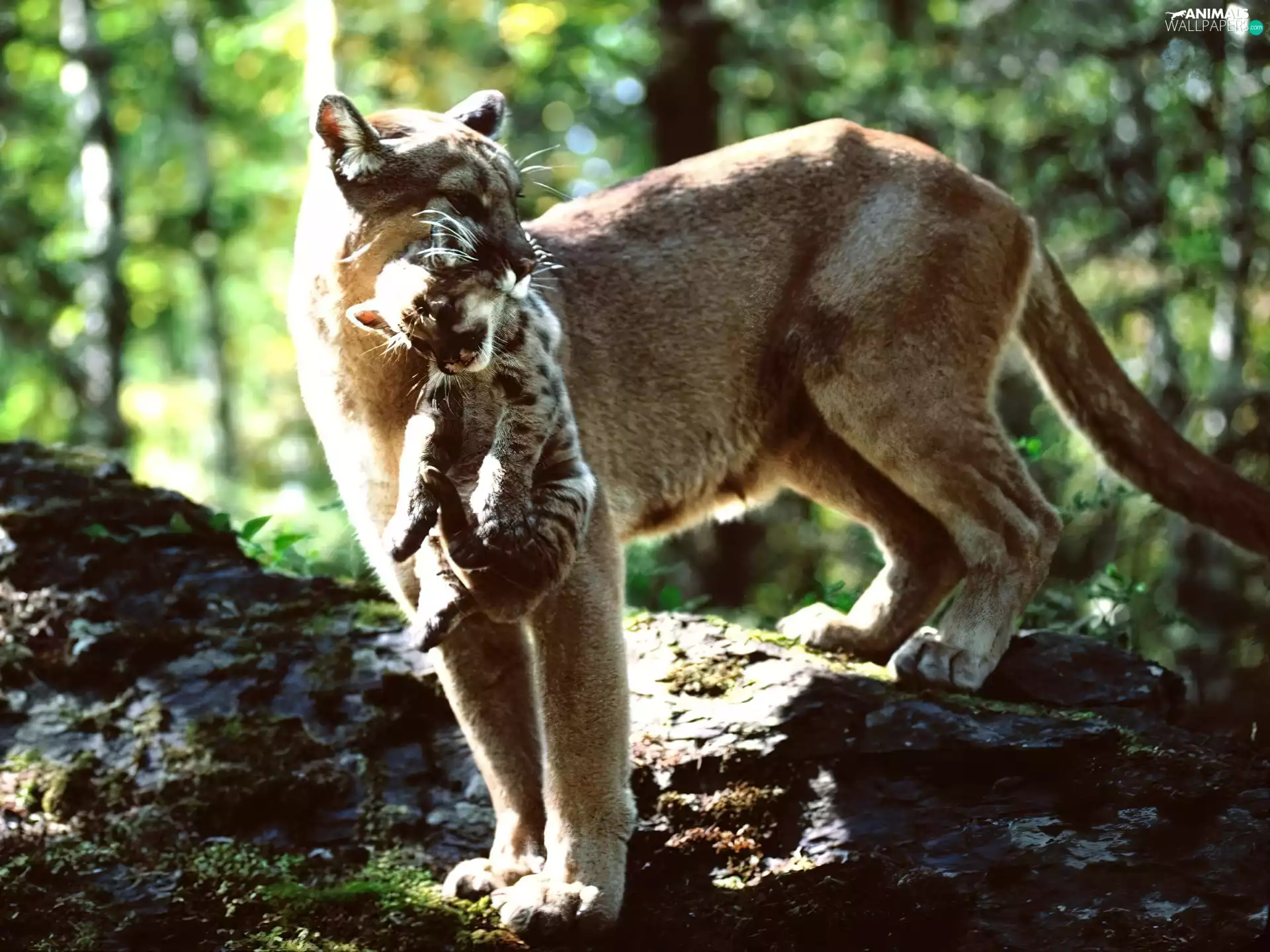 cougar