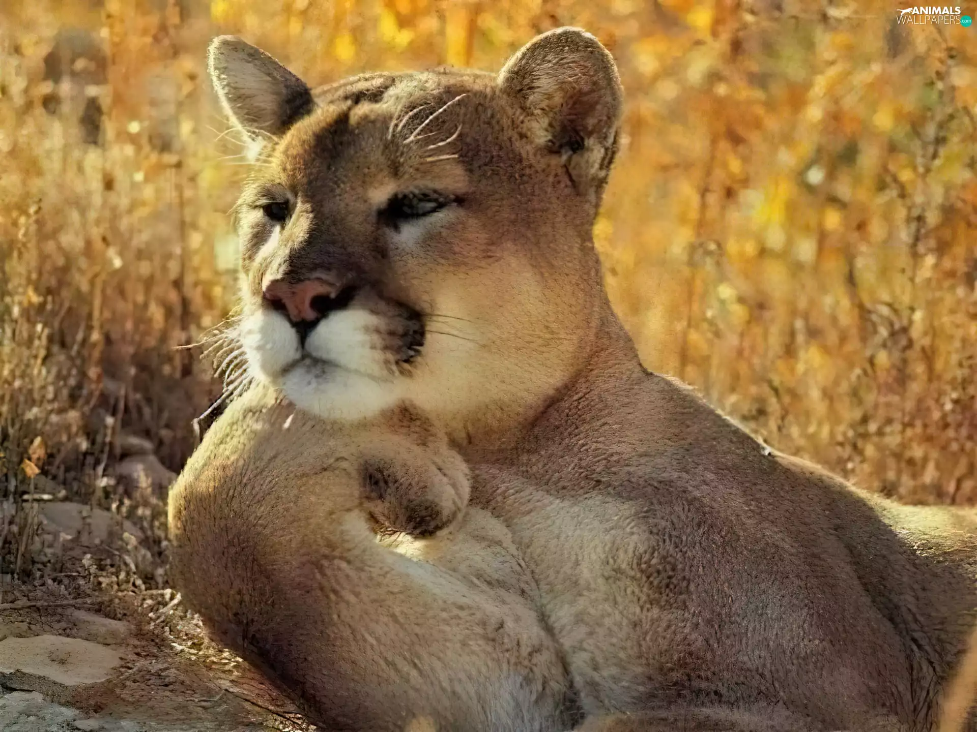 cougar