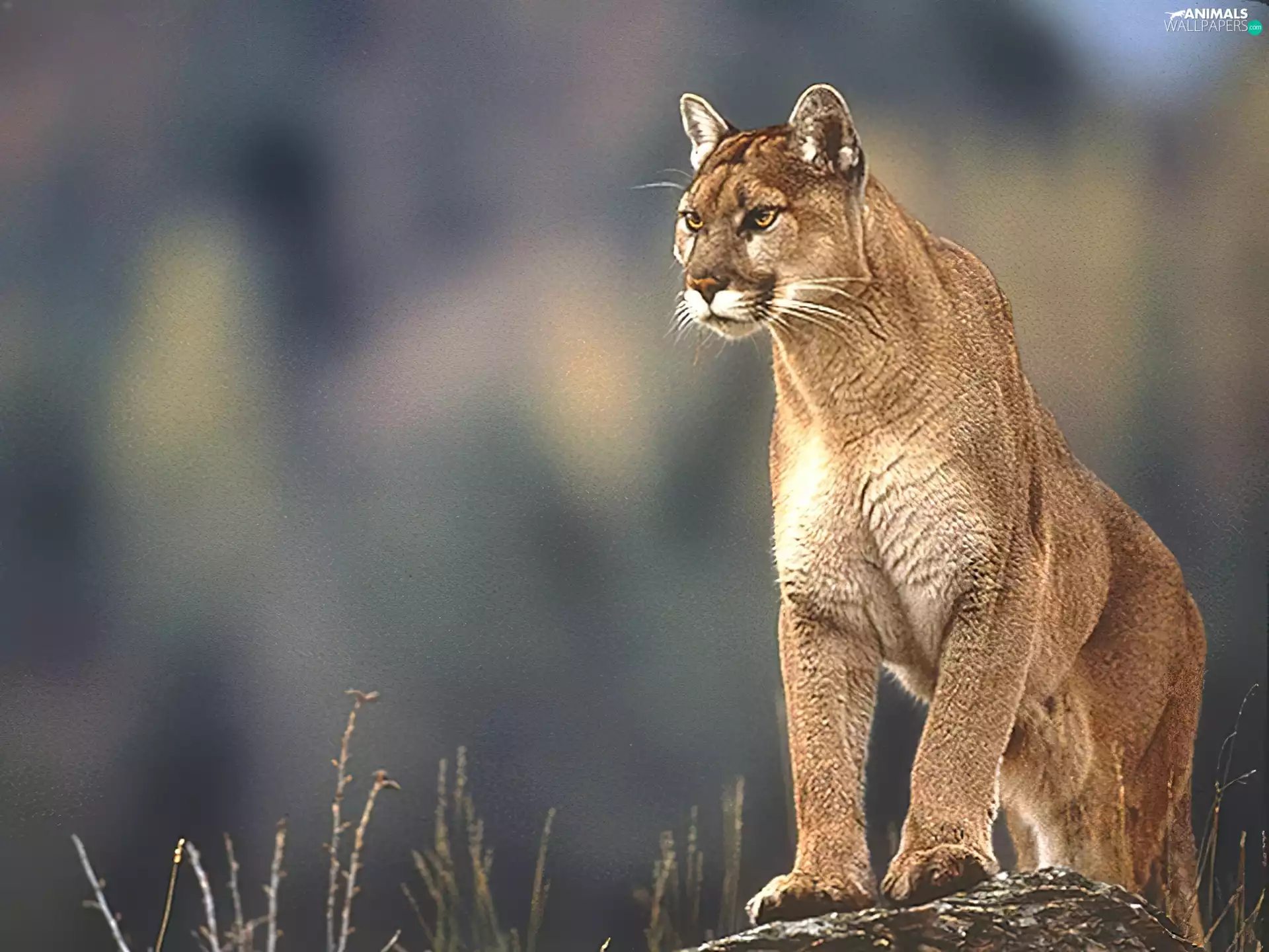 cougar