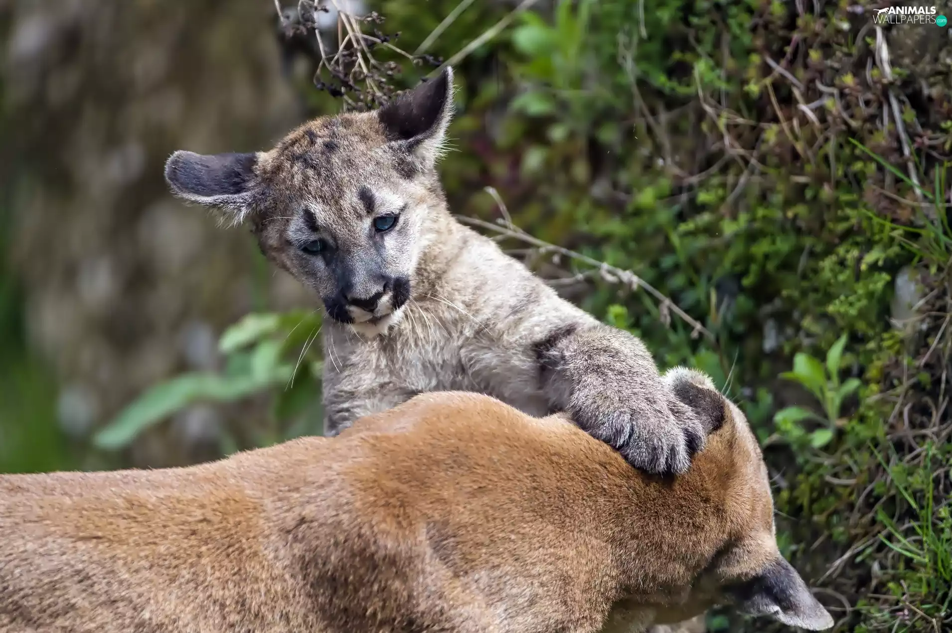 cougar, little doggies