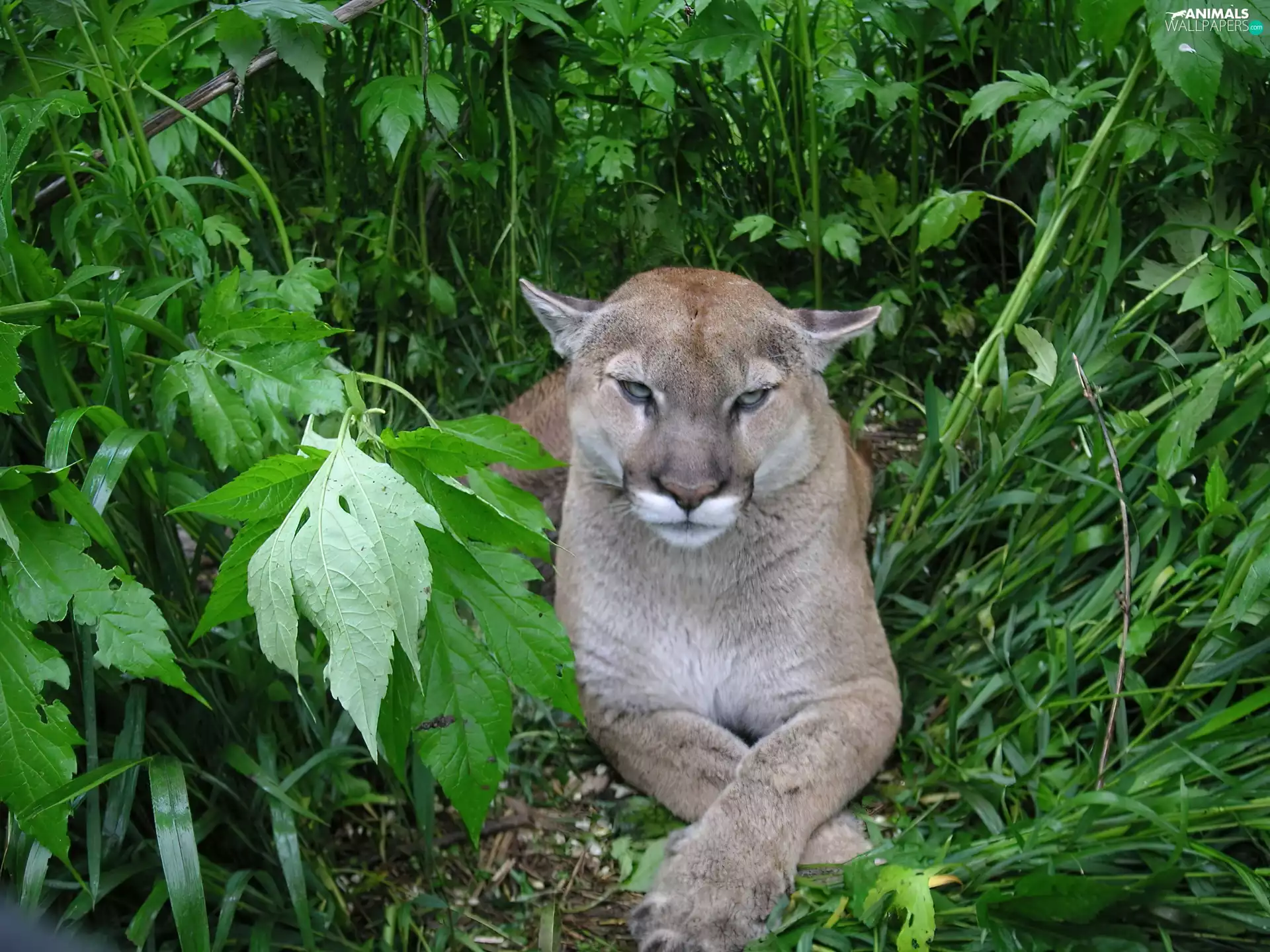 cougar, green