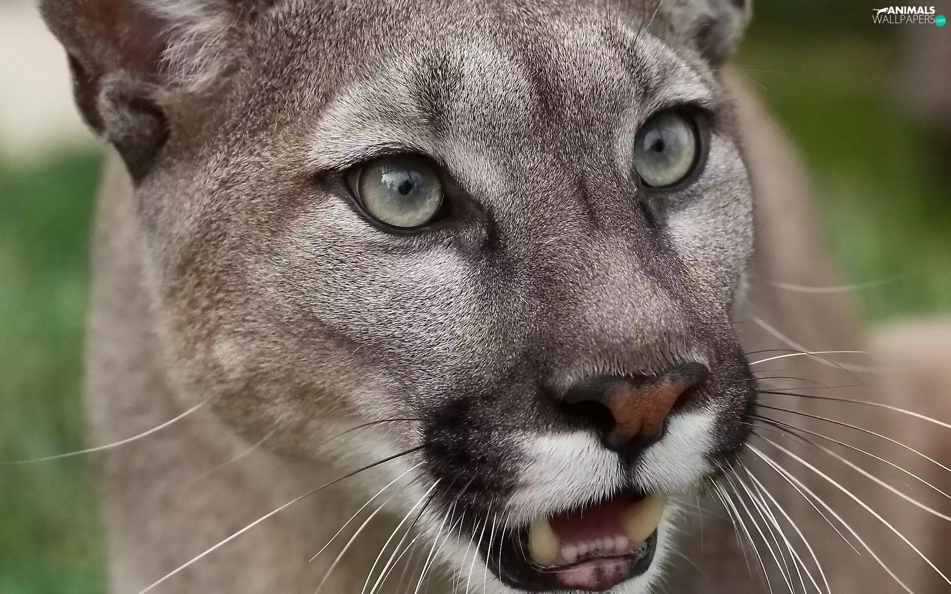 cougar, Head