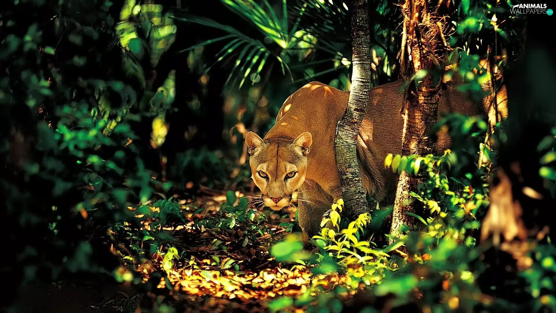 cougar, jungle