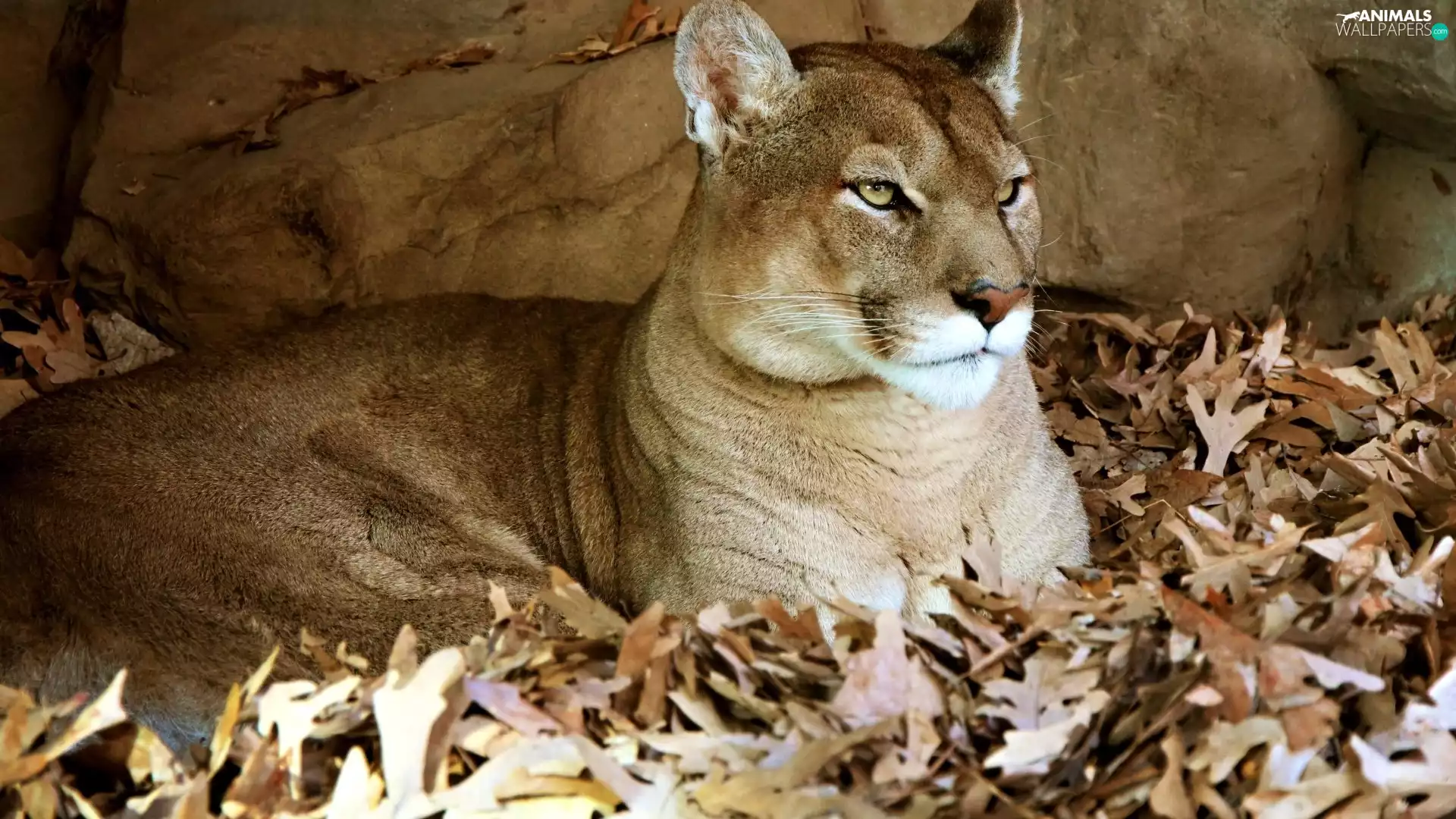 cougar, Leaf