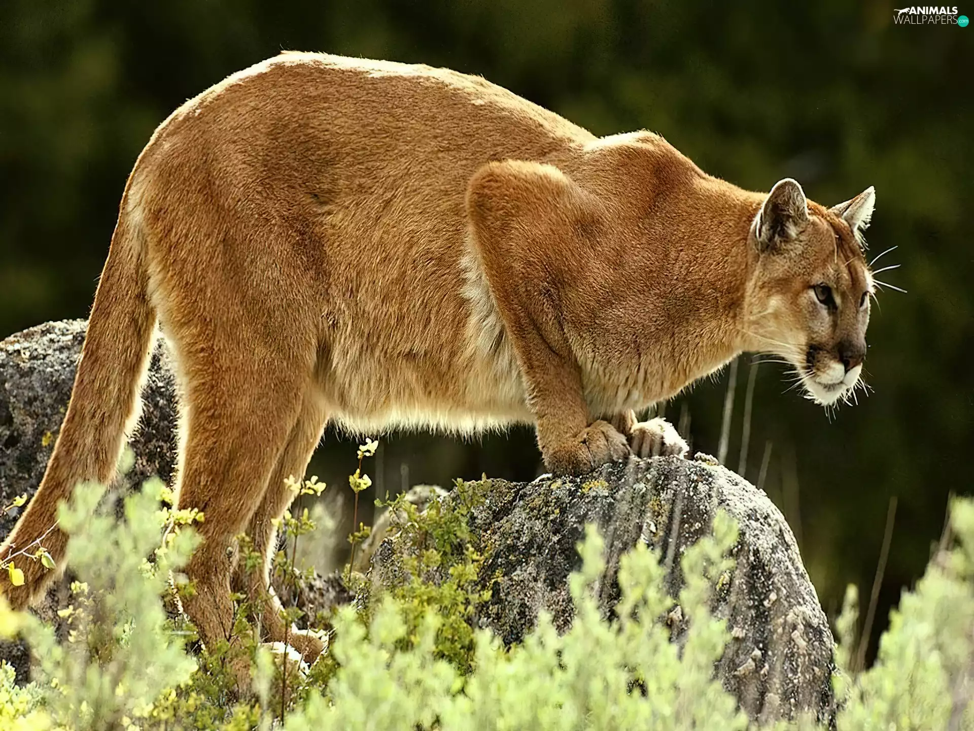 cougar, rock