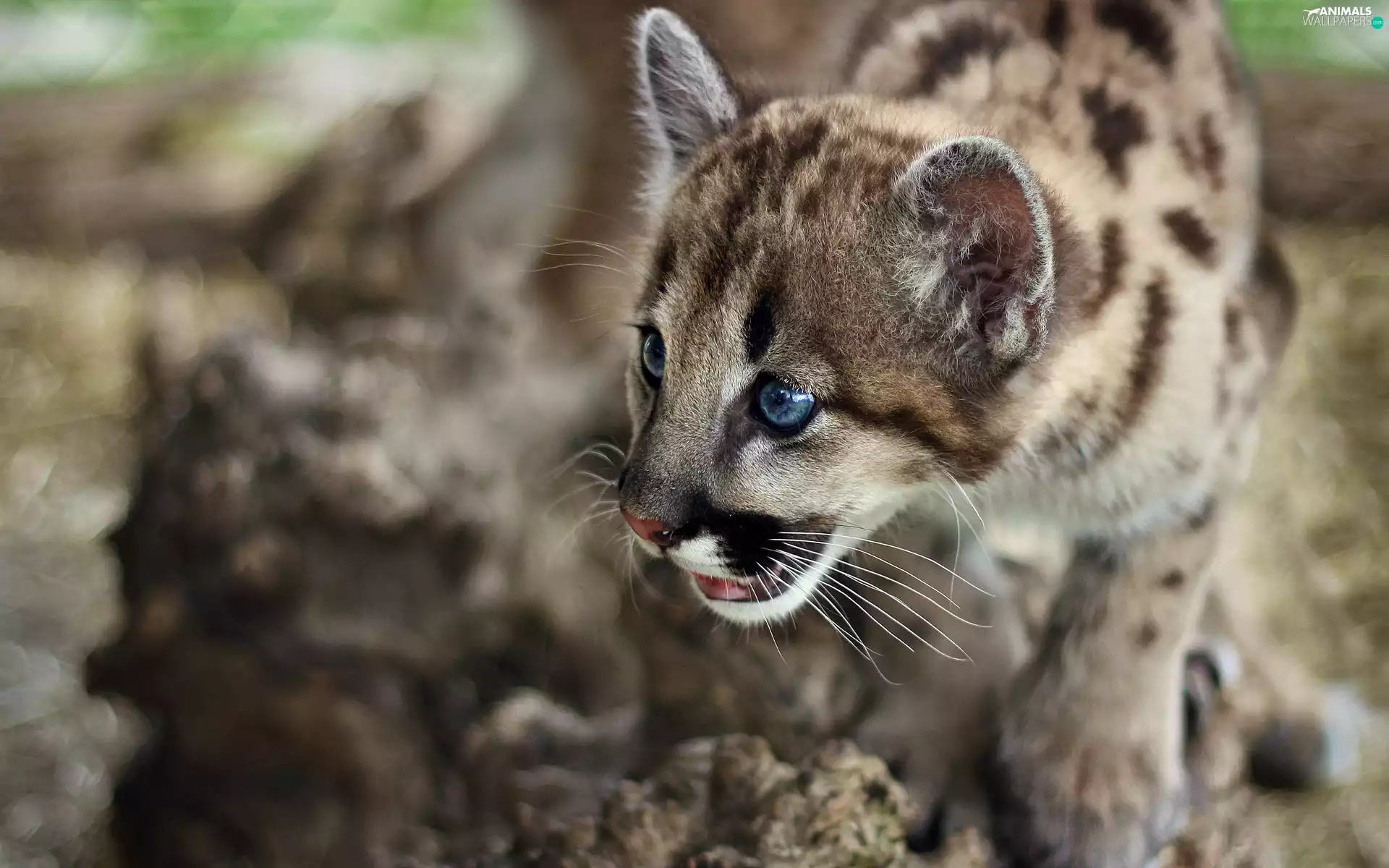 small, Blue, Eyes, cougar