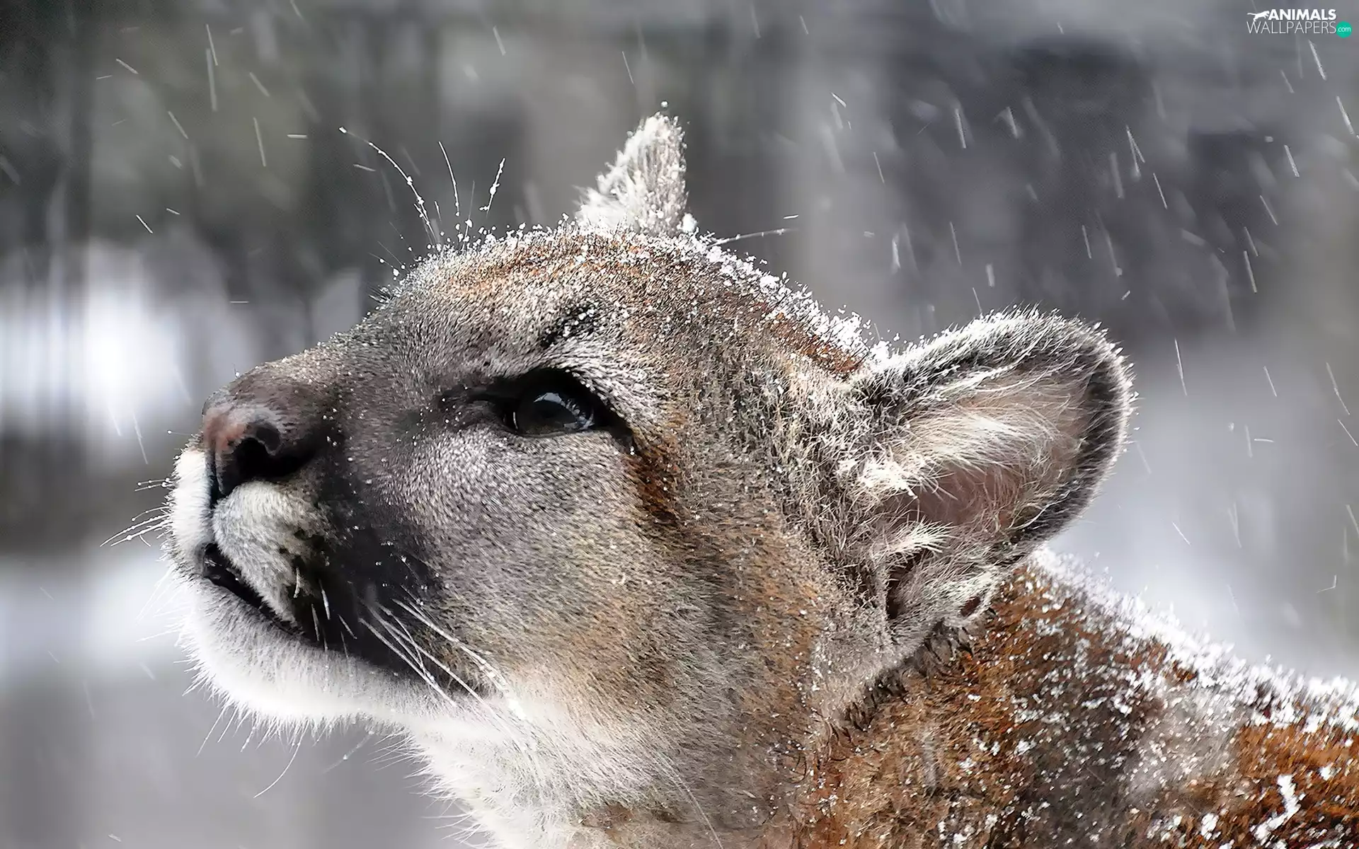 cougar, snow