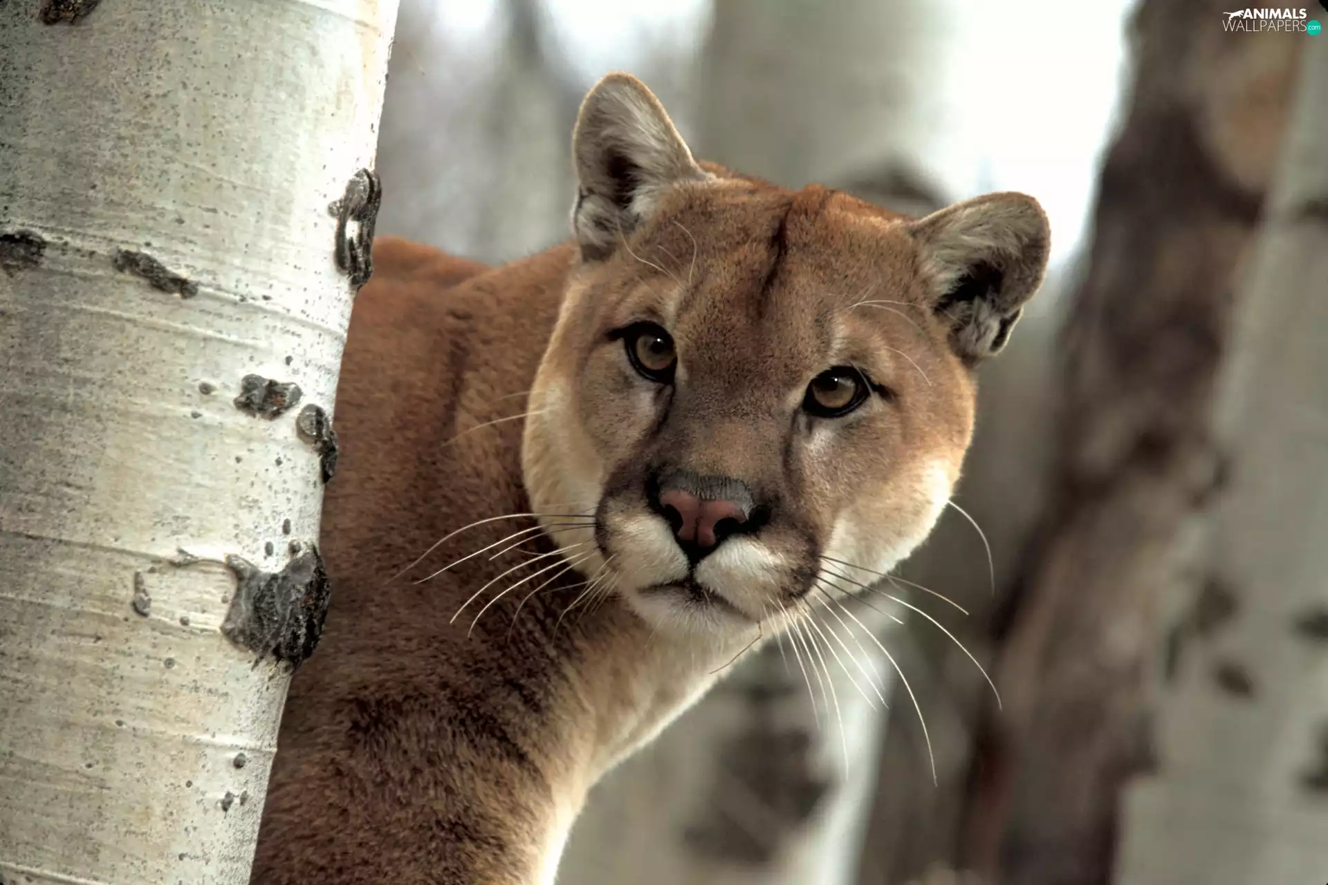 cougar, trees