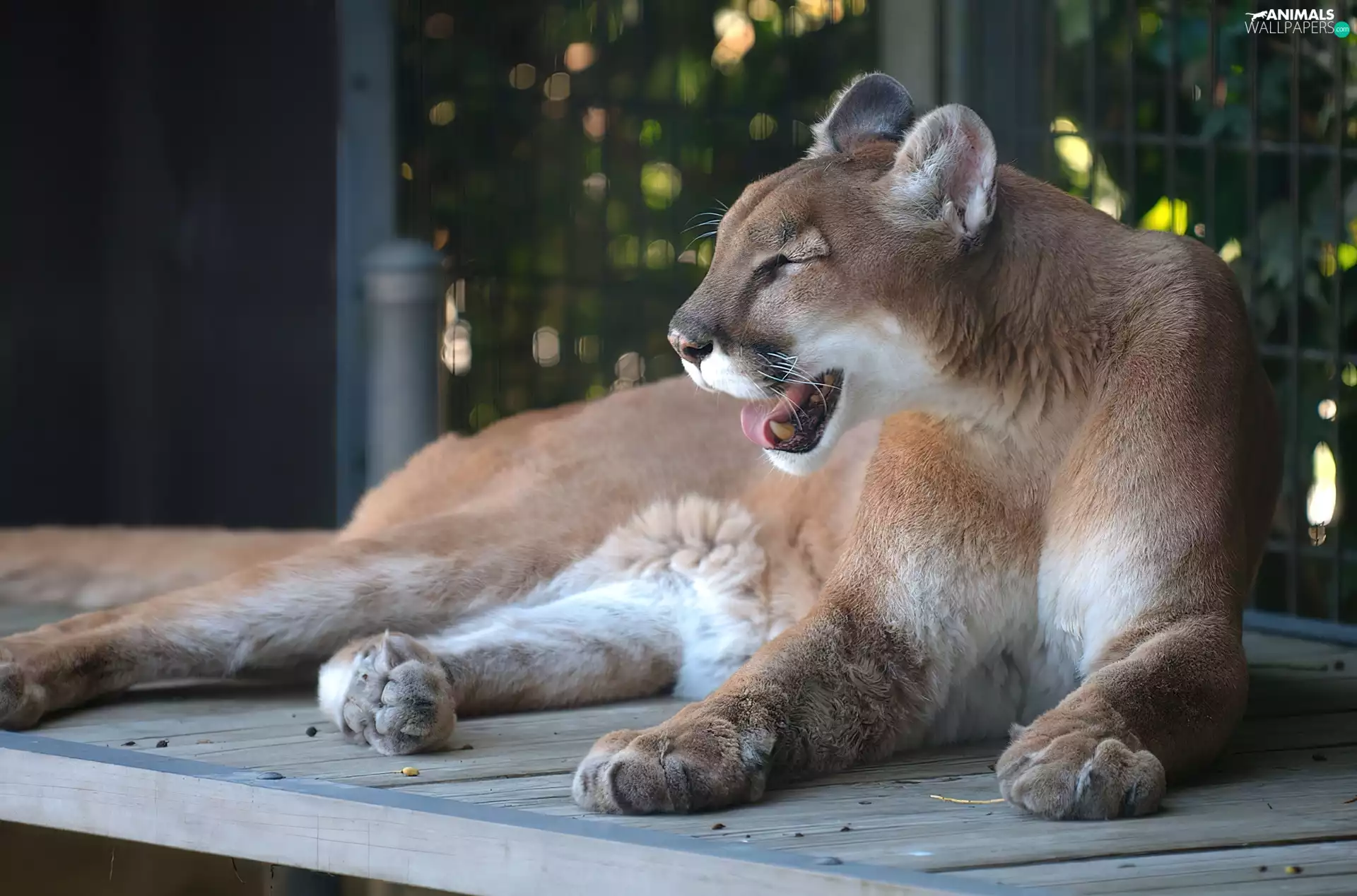 cougar, zoo