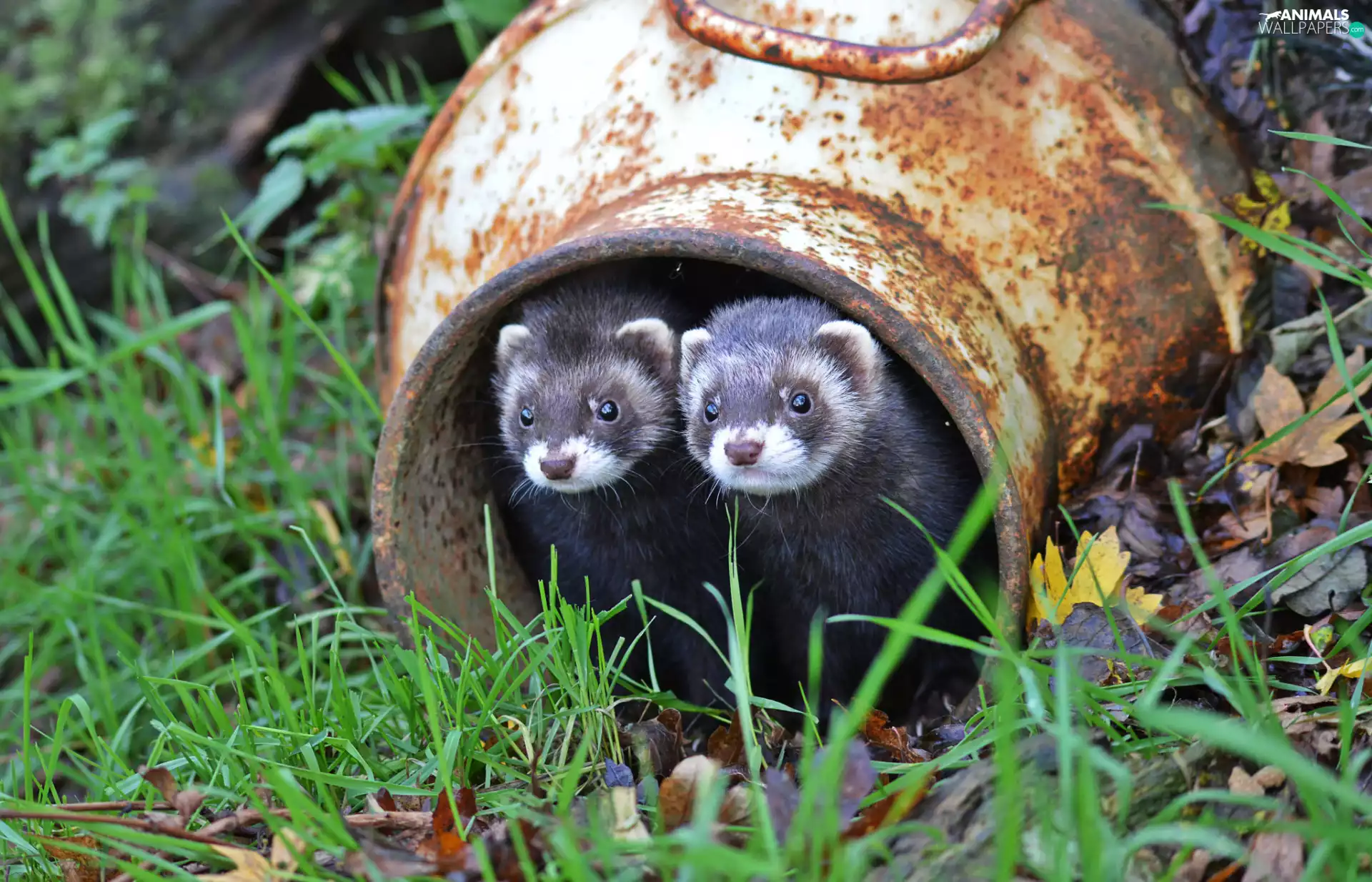 ferrets, container, grass, couple