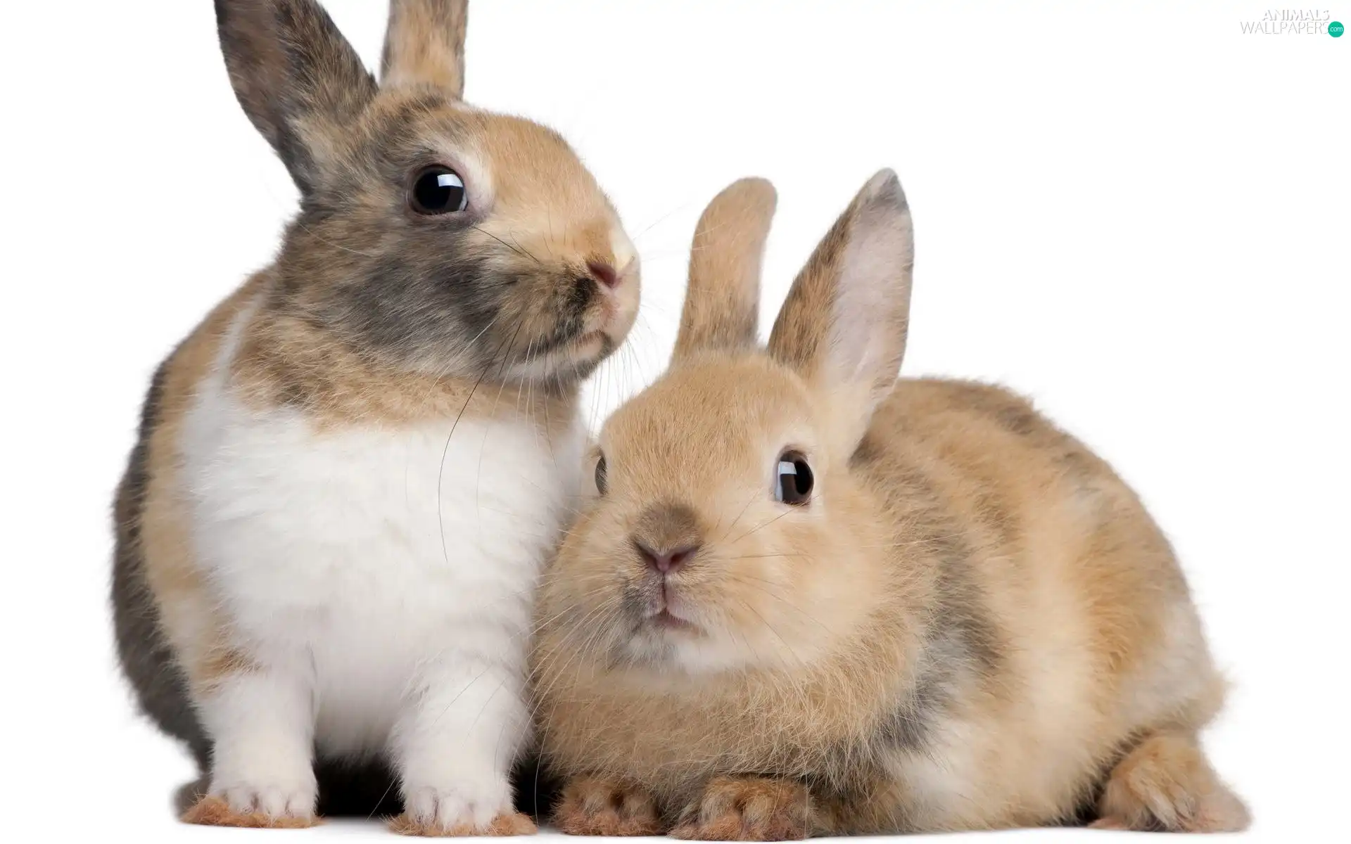 Rabbits, couple