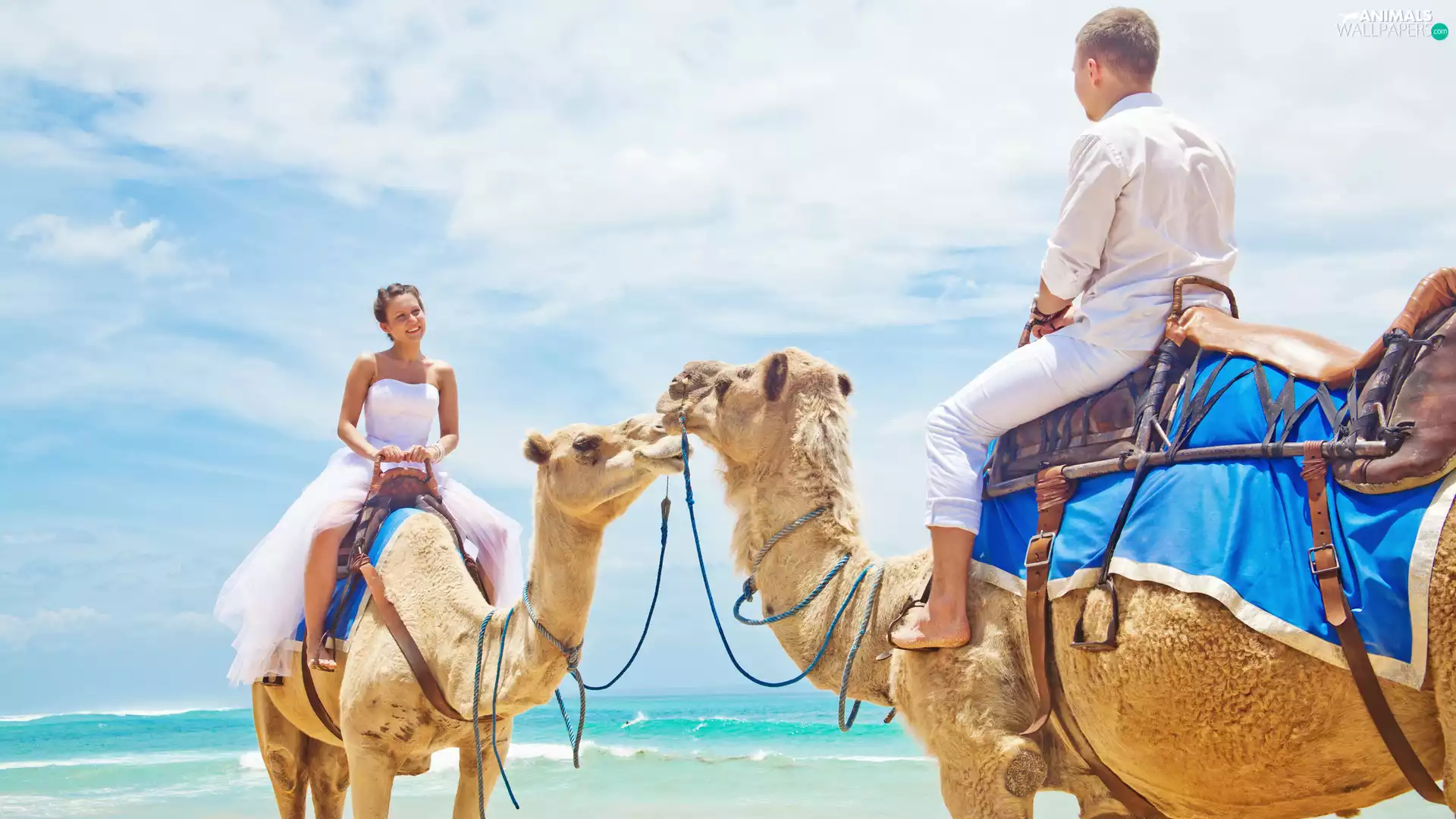 Young couple, sea, marriage, Camels