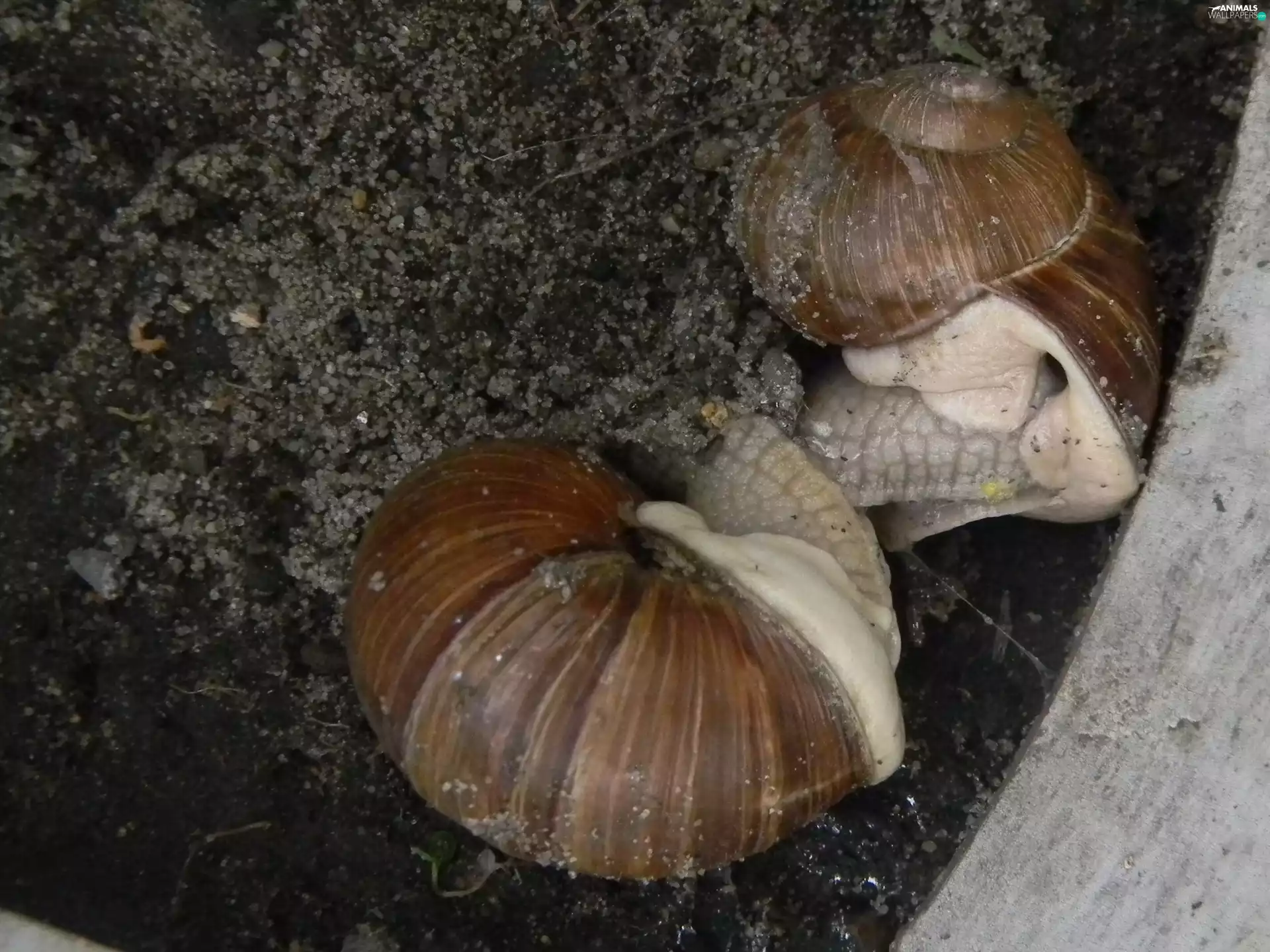 courtship, Snails, Snails