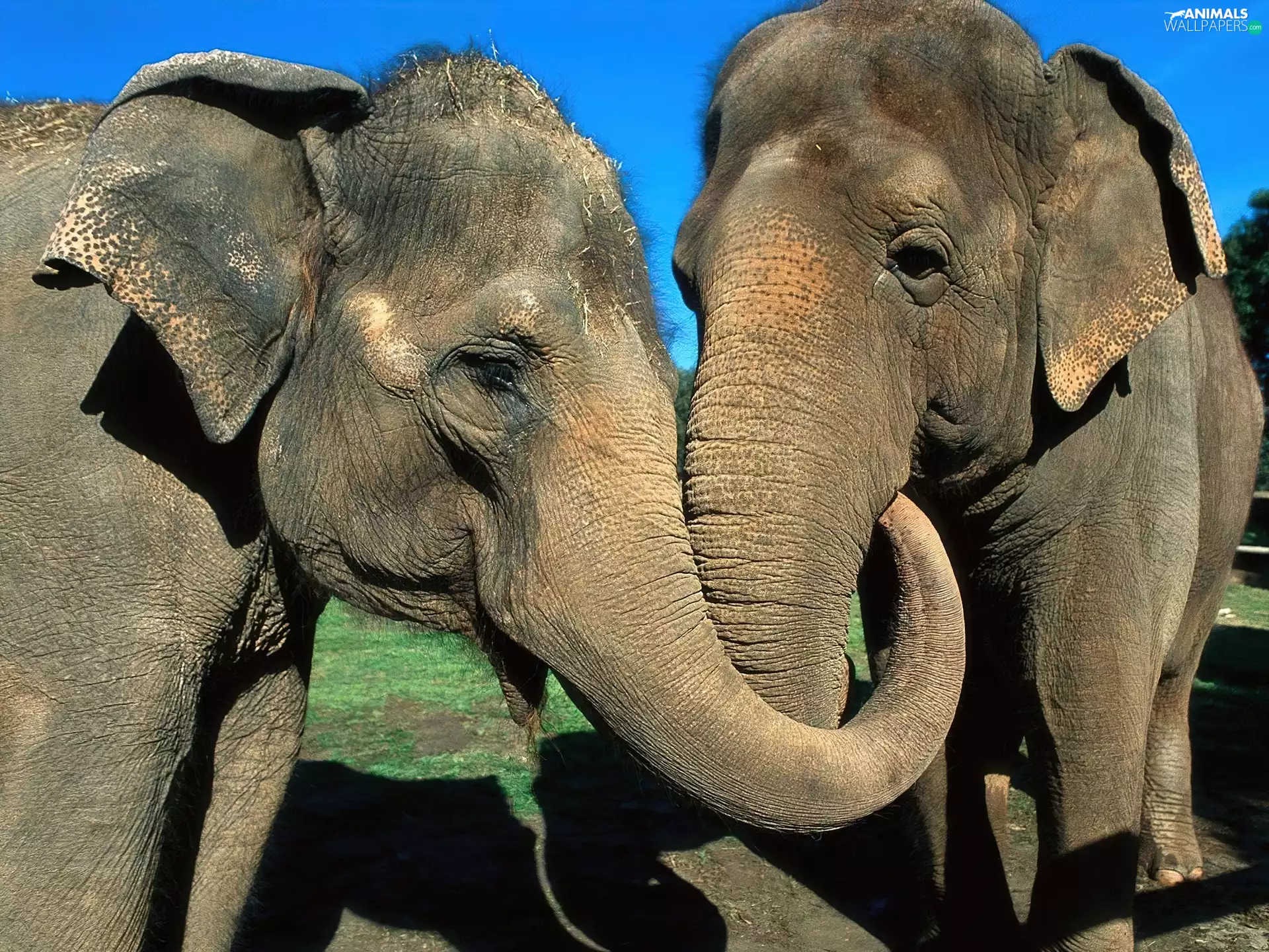 Elephants, Two cars, covered