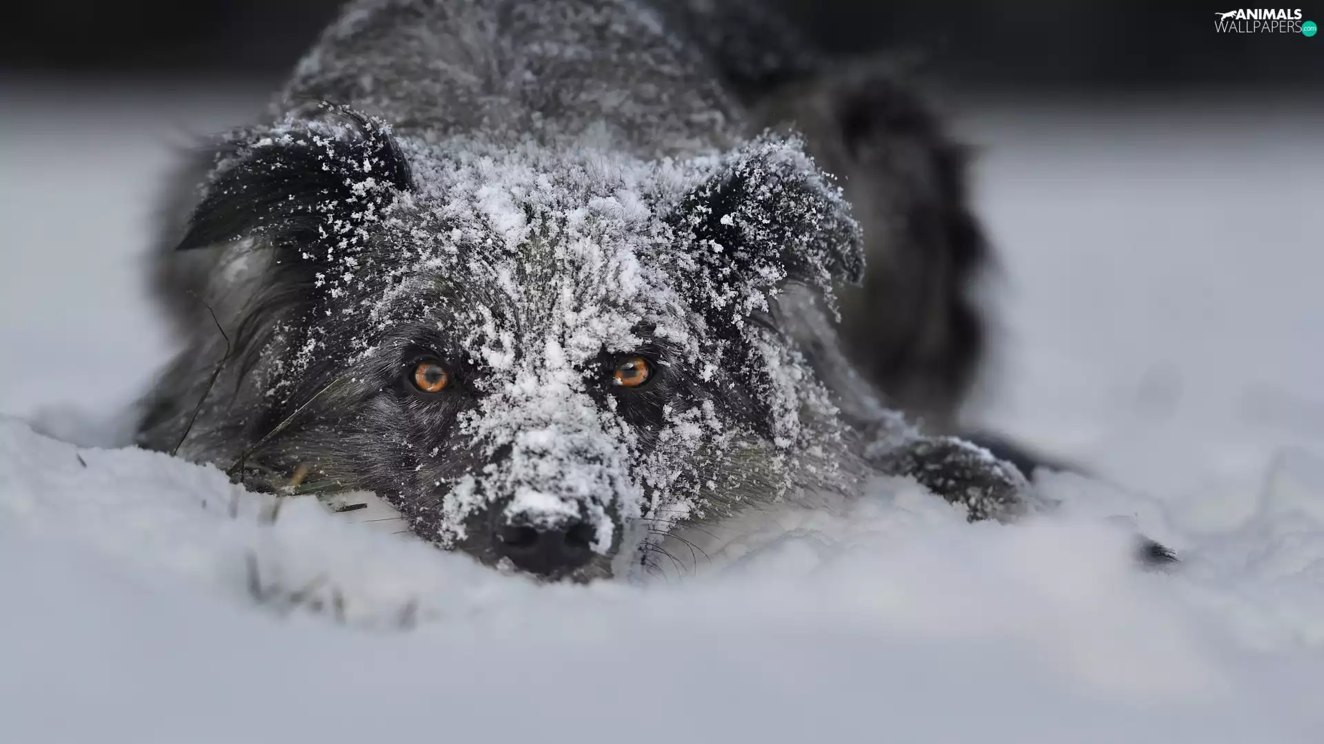 dog, A snow-covered, muzzle, snow