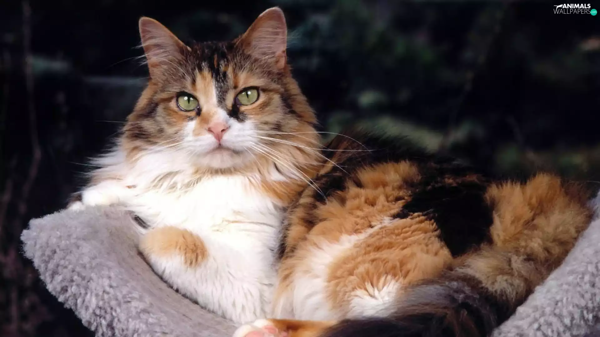 ginger, white, cat, coverlet, fluffy, black