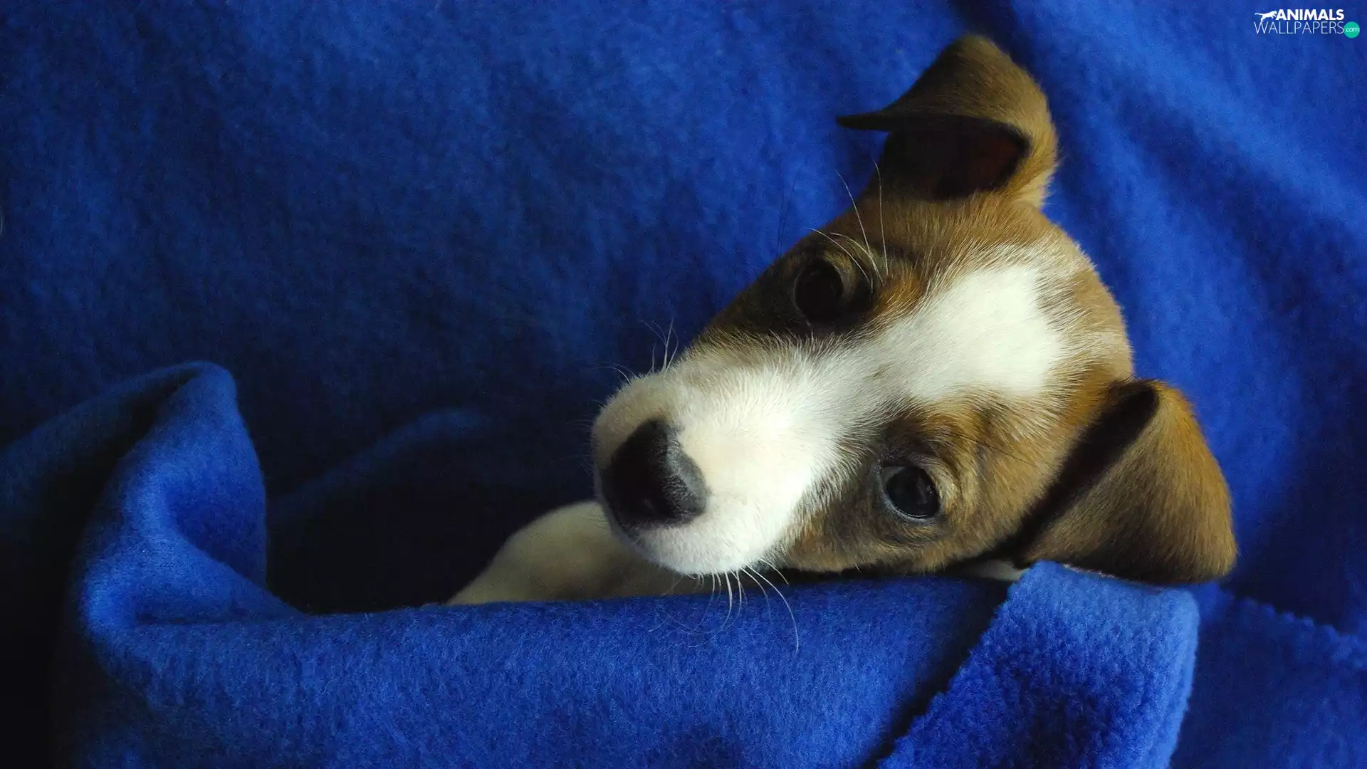 coverlet, Puppy, blue