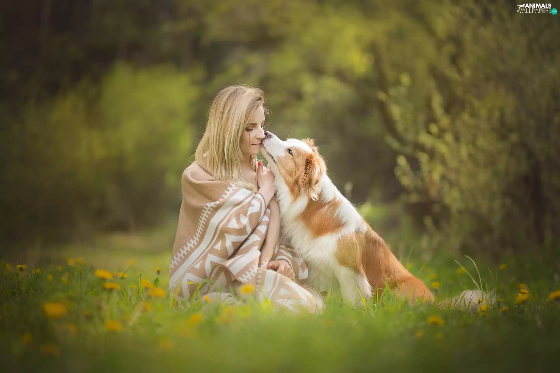 dog, Women, Meadow, blurry background, Border Collie, coverlet