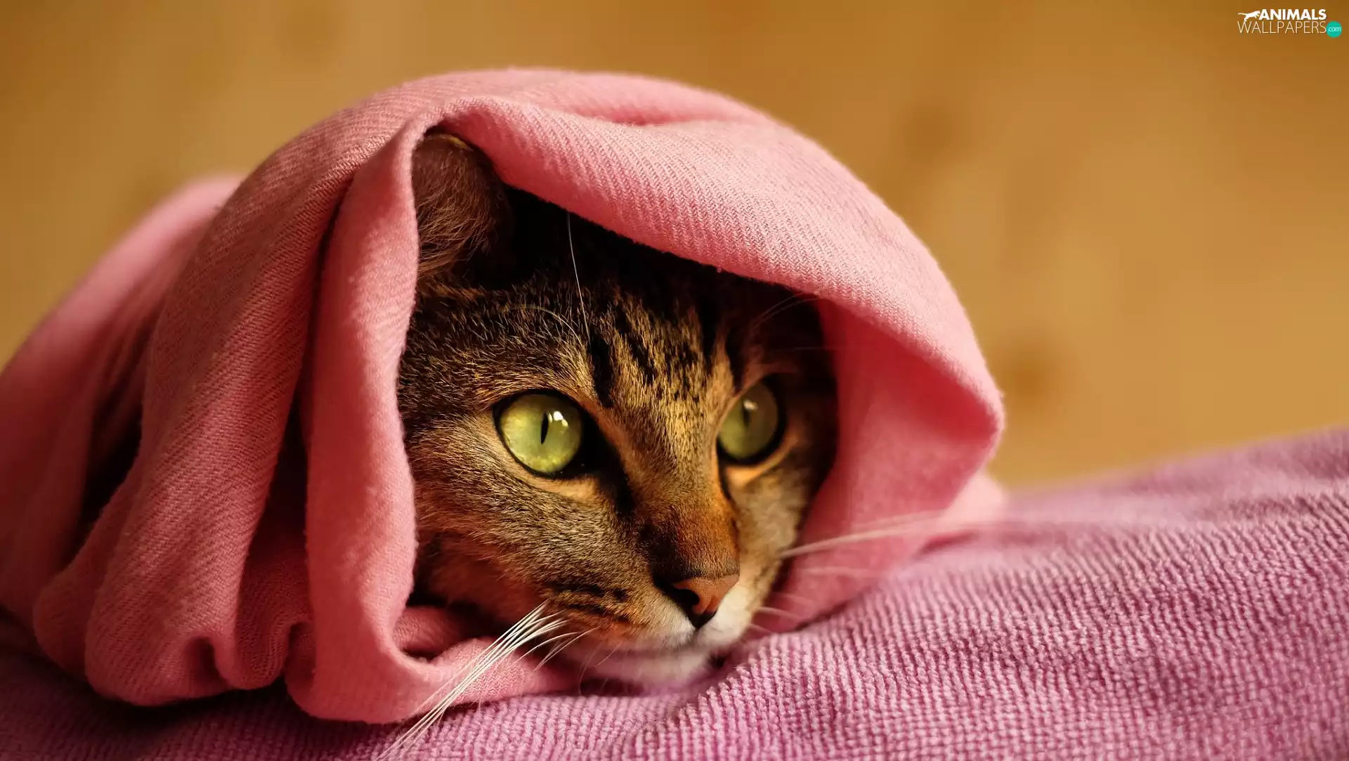 coverlet, cat, Pink