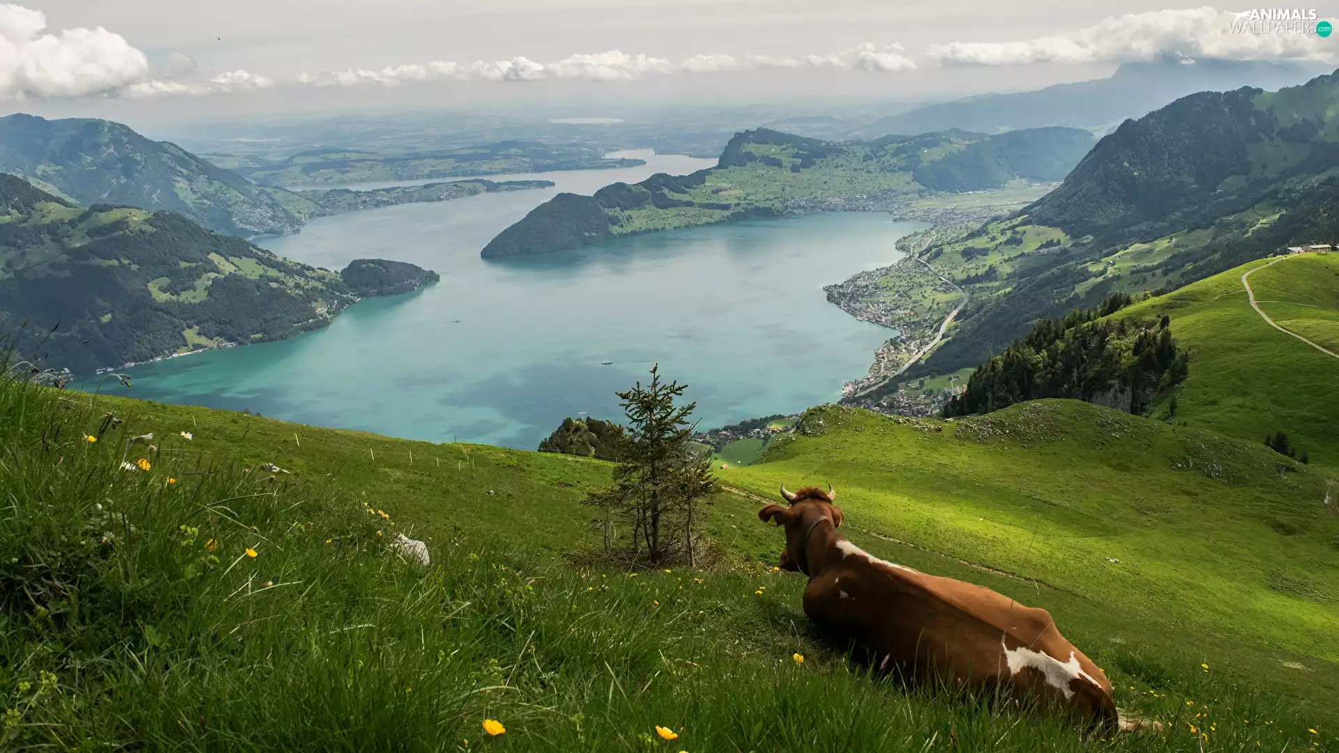 Meadow, Cow, lake, Hill, Mountains