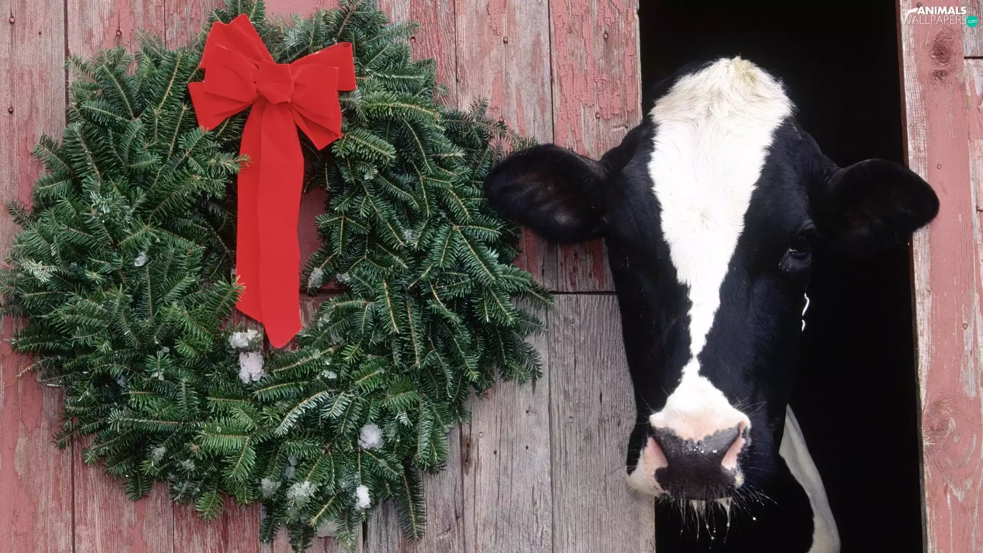 Cow, wreath