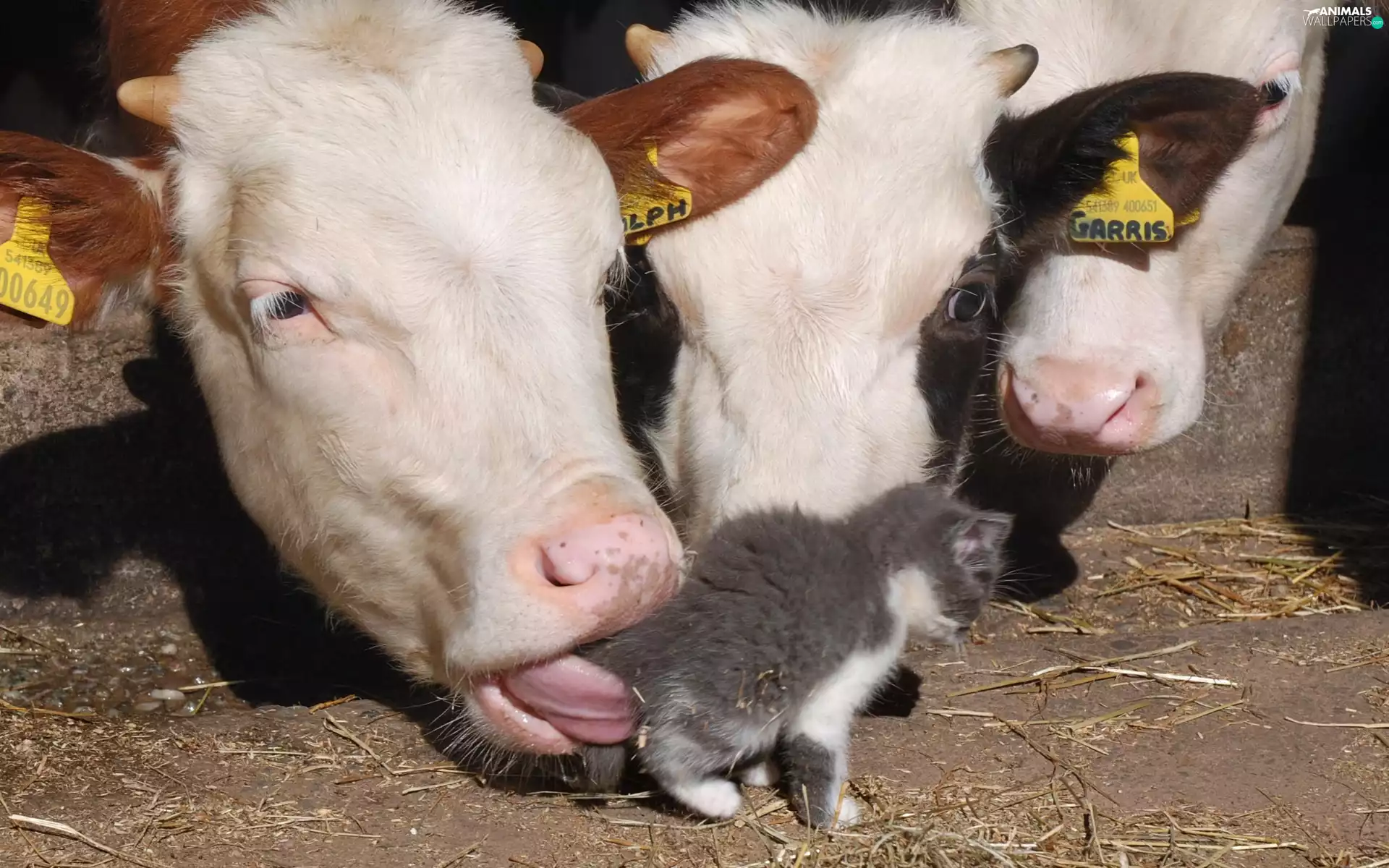 Cows, cat