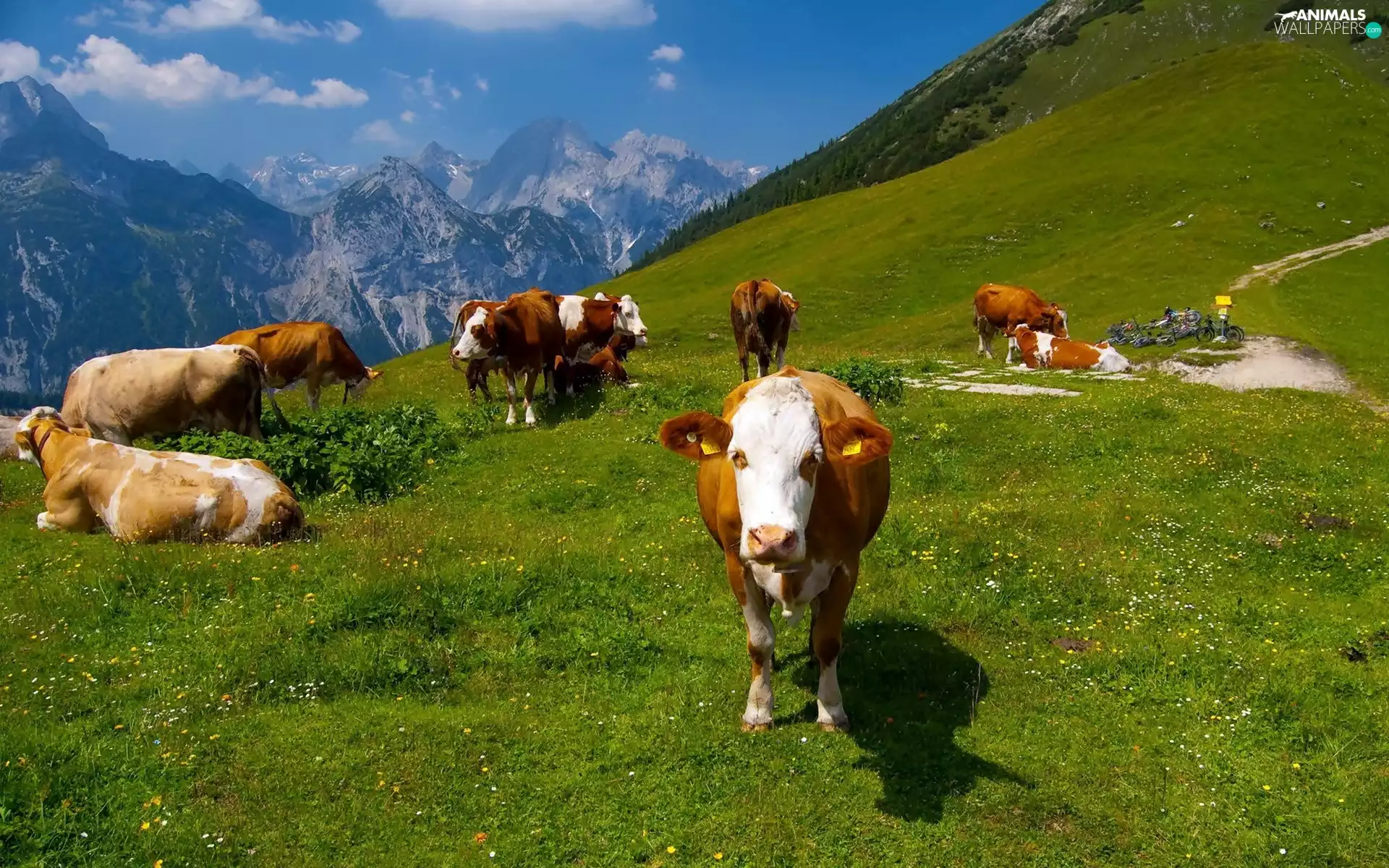 cows, pasture, herd