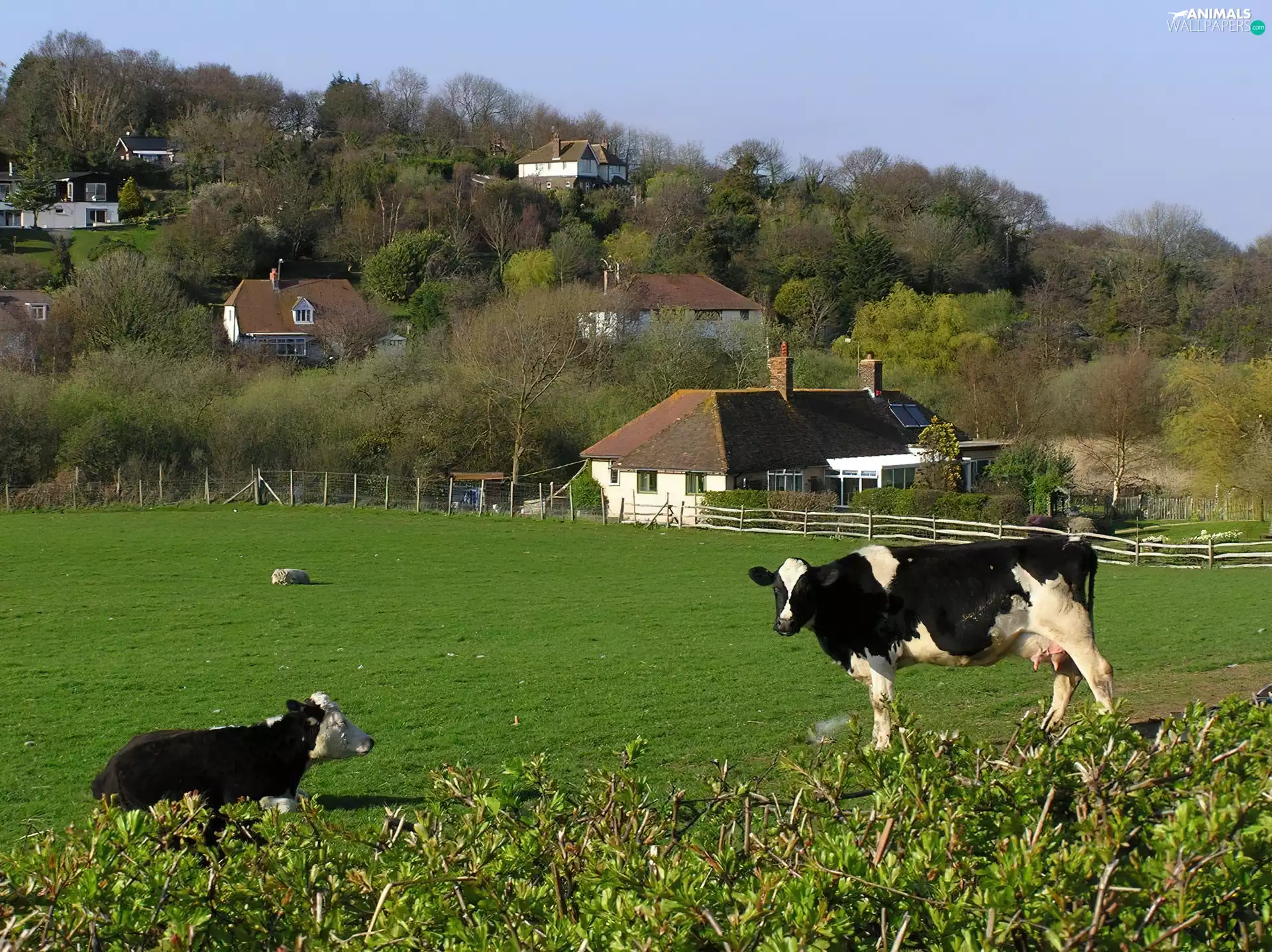 Cows, pasture