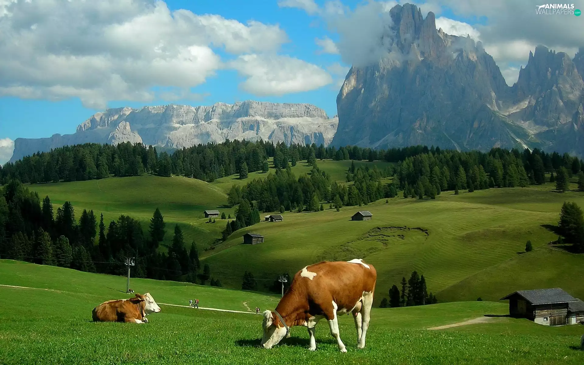 pastures, Cows, woods, Sheds, Mountains