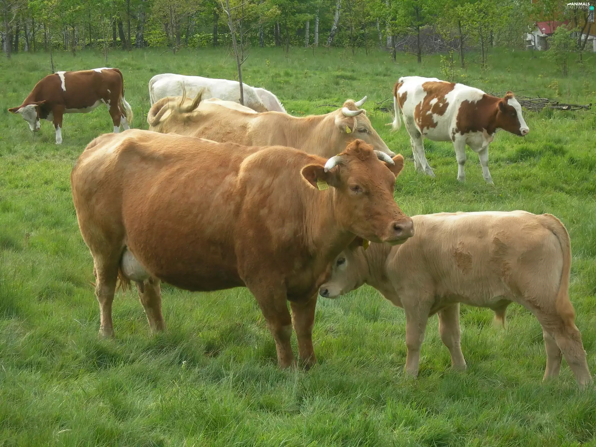 Cows