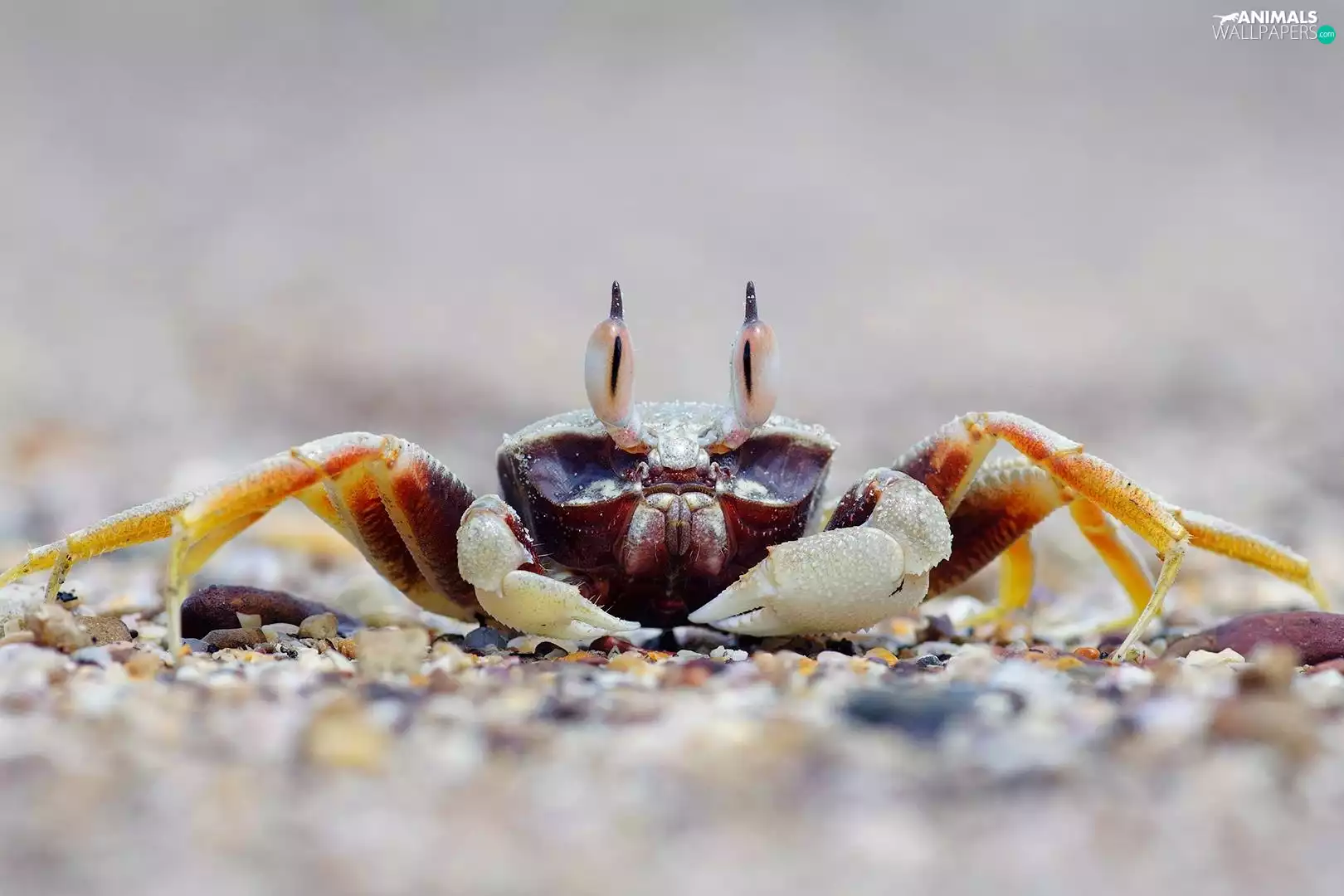 crab, grit