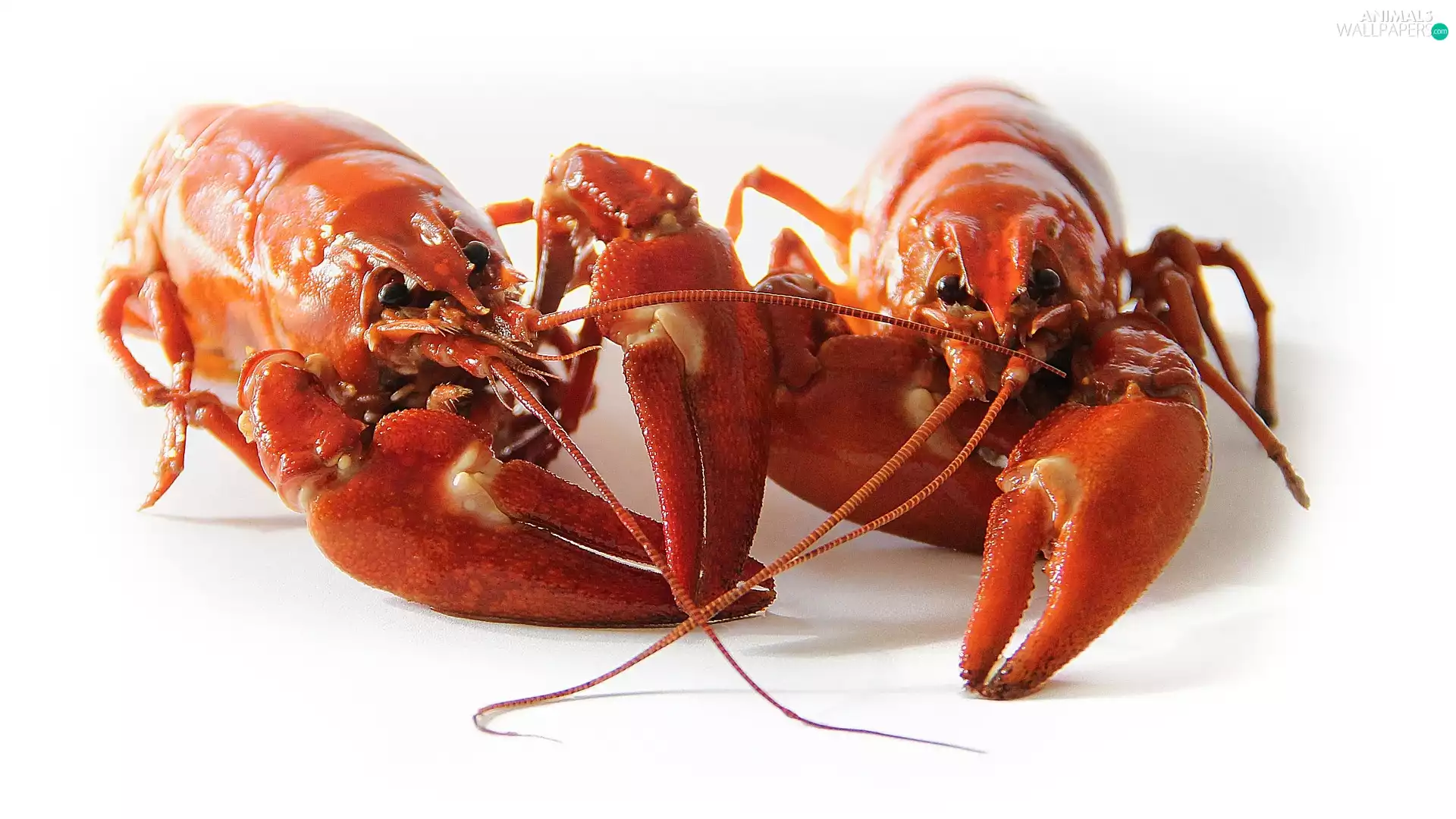 Crampons, white background