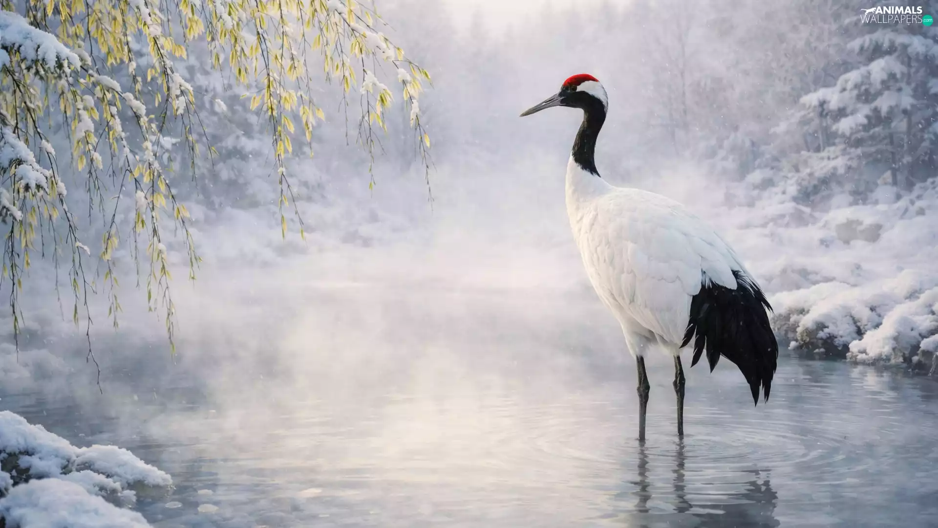 winter, VEGETATION, water, branch pics, Red-crowned Crane