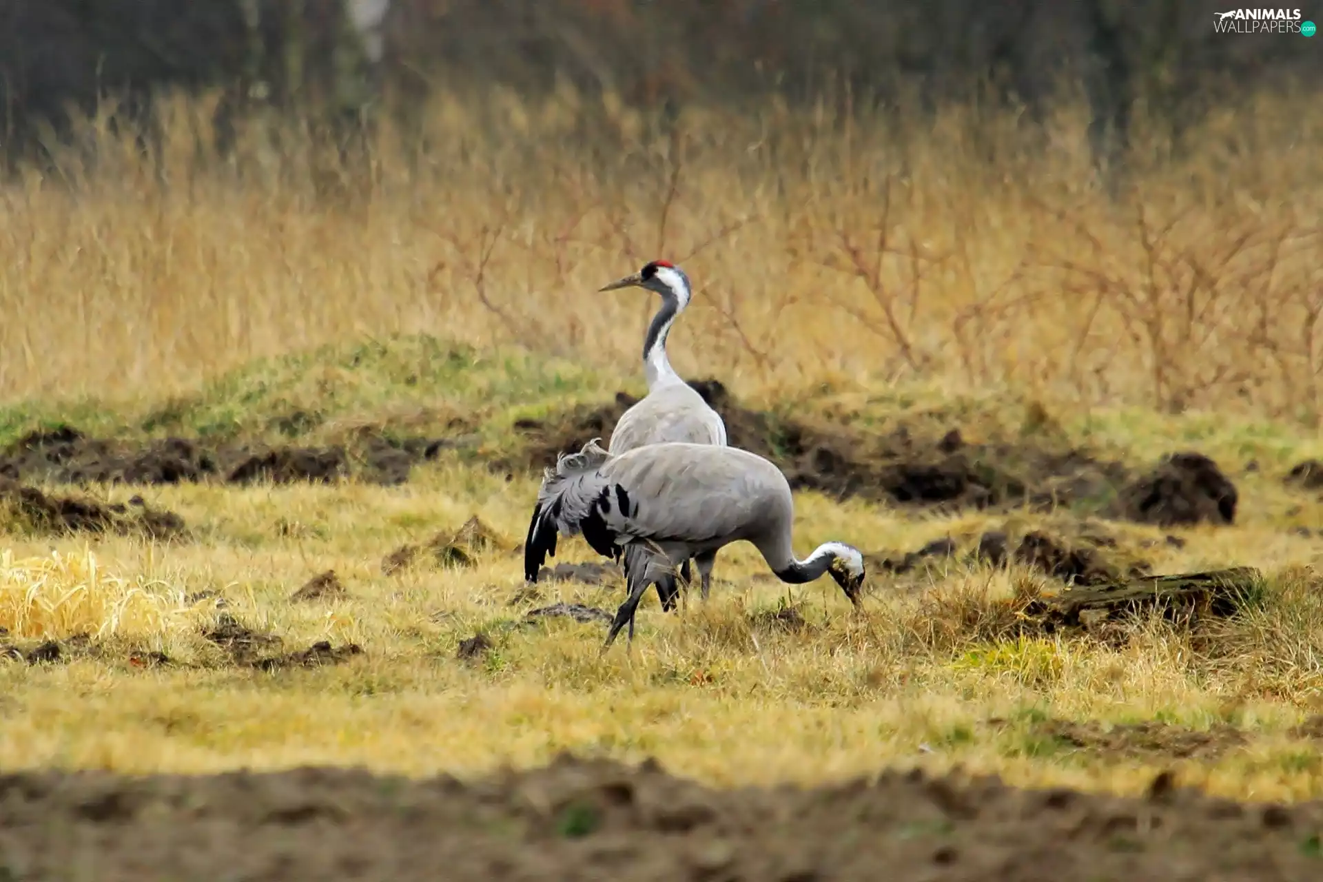 Meadow, Two cars, cranes
