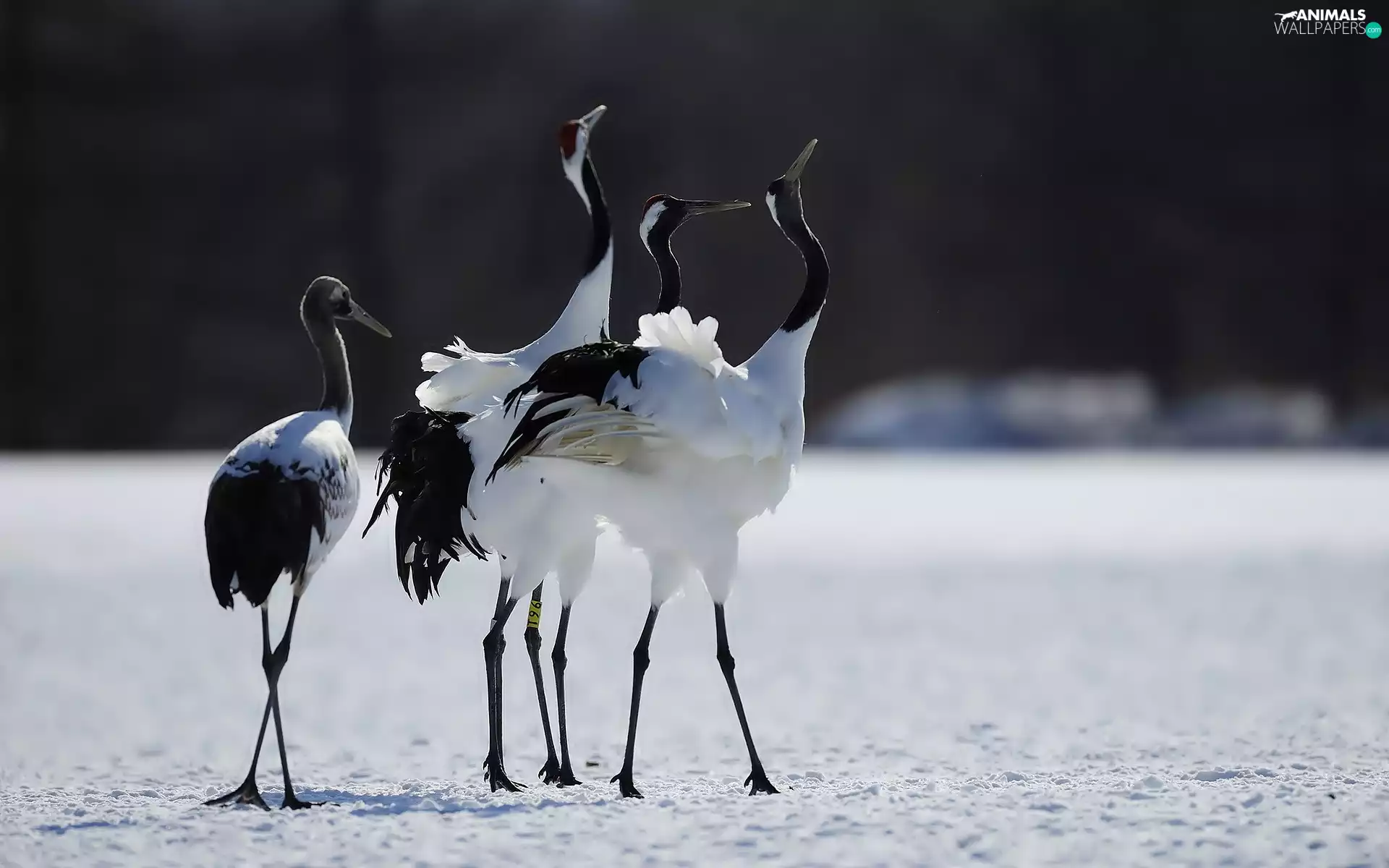 cranes, snow