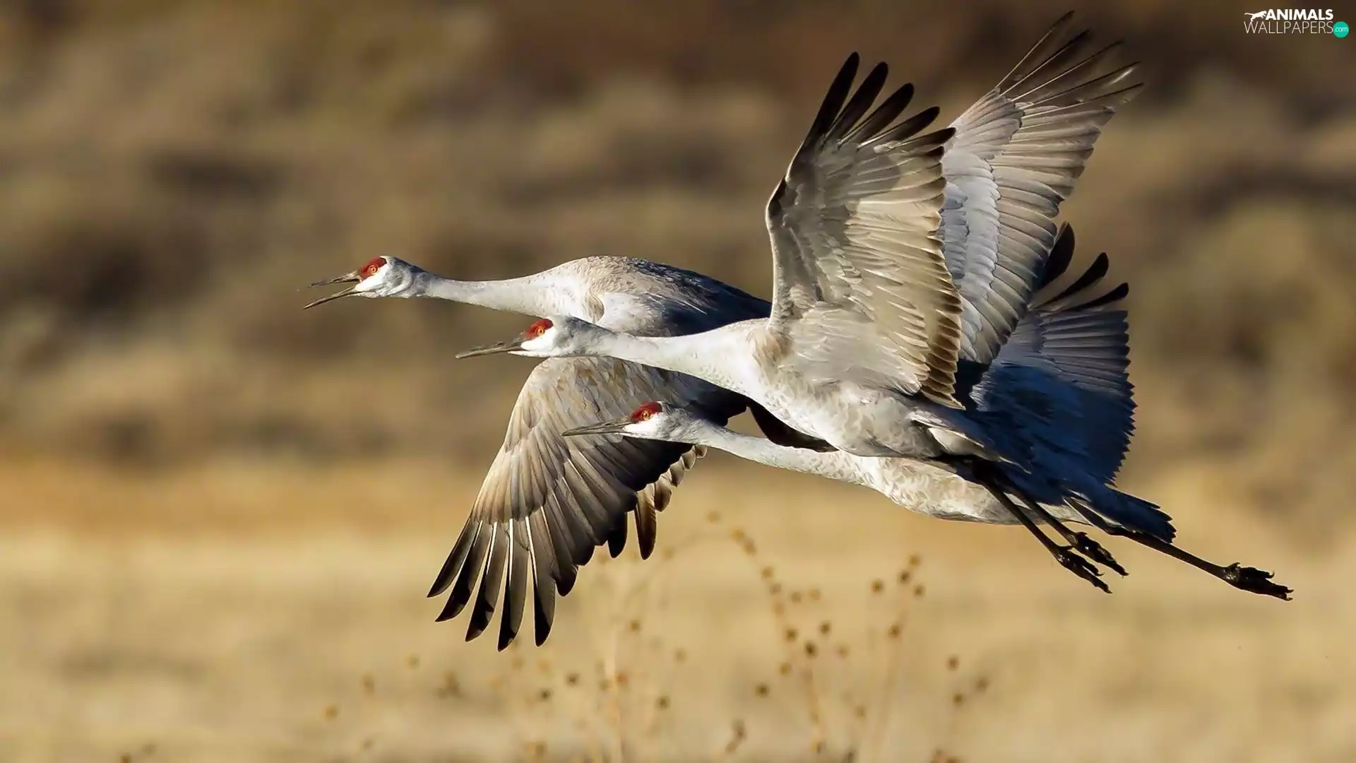 cranes, flying, Three