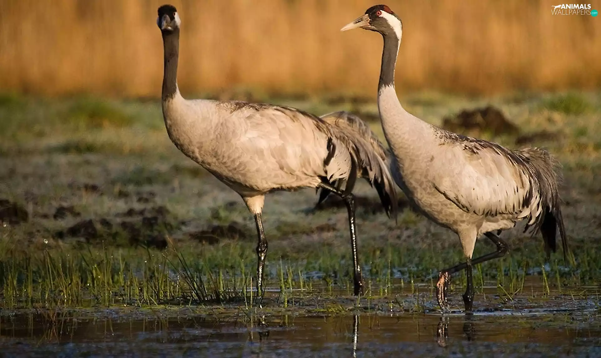 water, Two cars, cranes