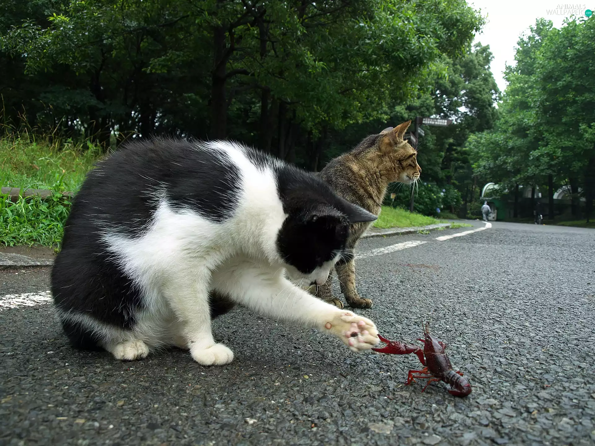 Crawfish, cats, Way