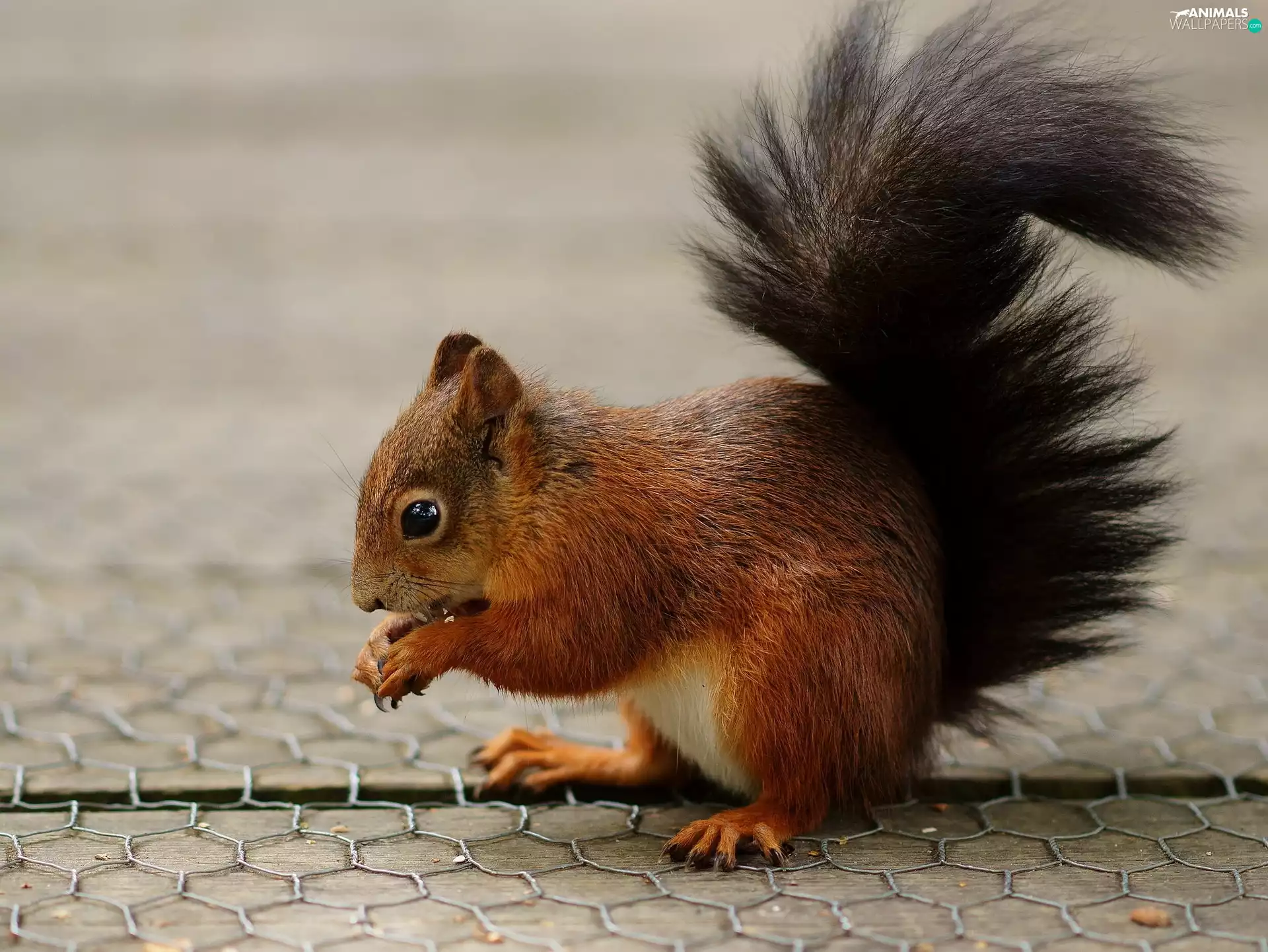 crest, Ginger, squirrel