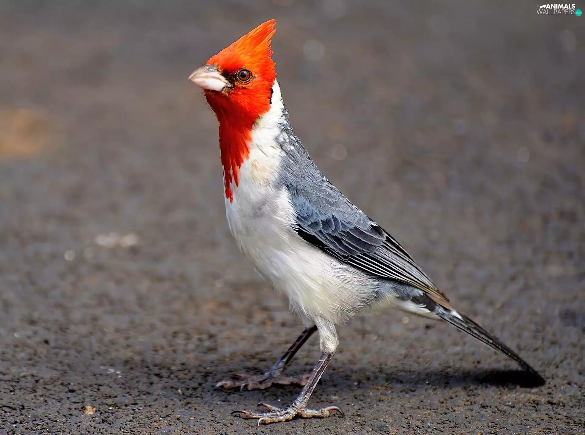 crested cardinal