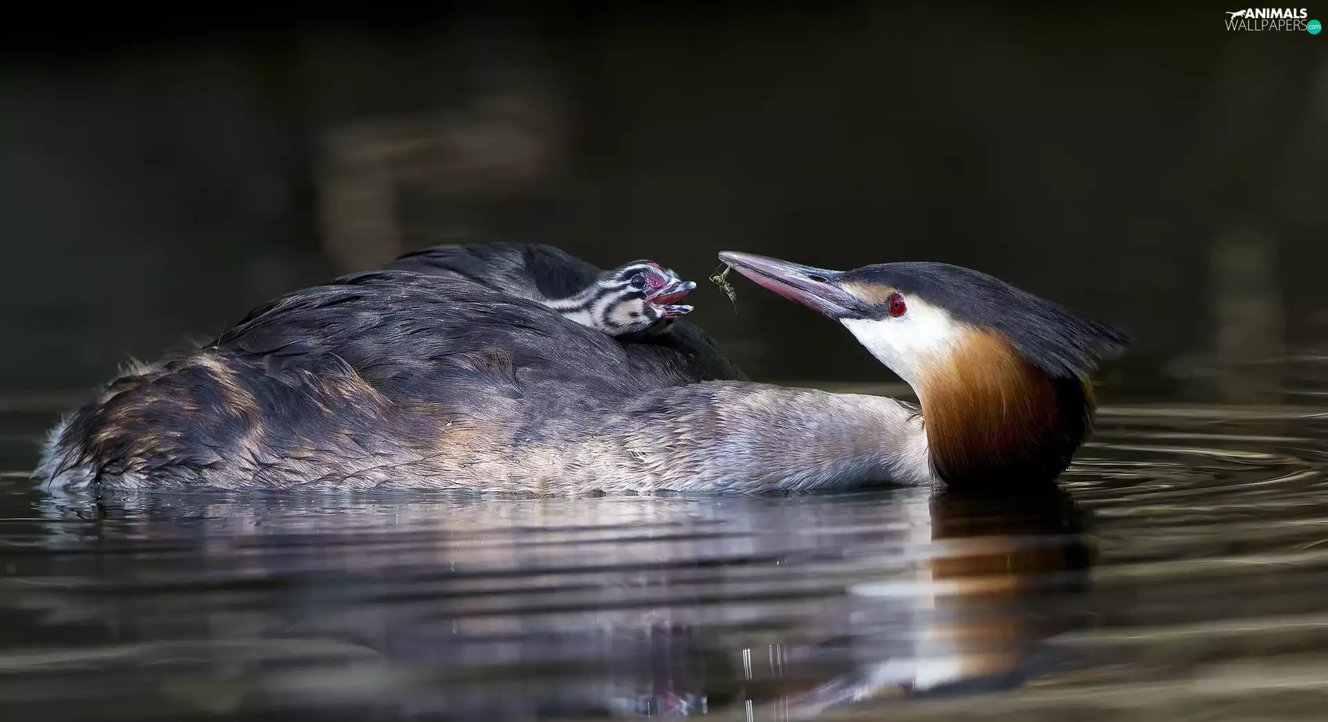 Insect, water, Great Crested Grebe, chick, birds